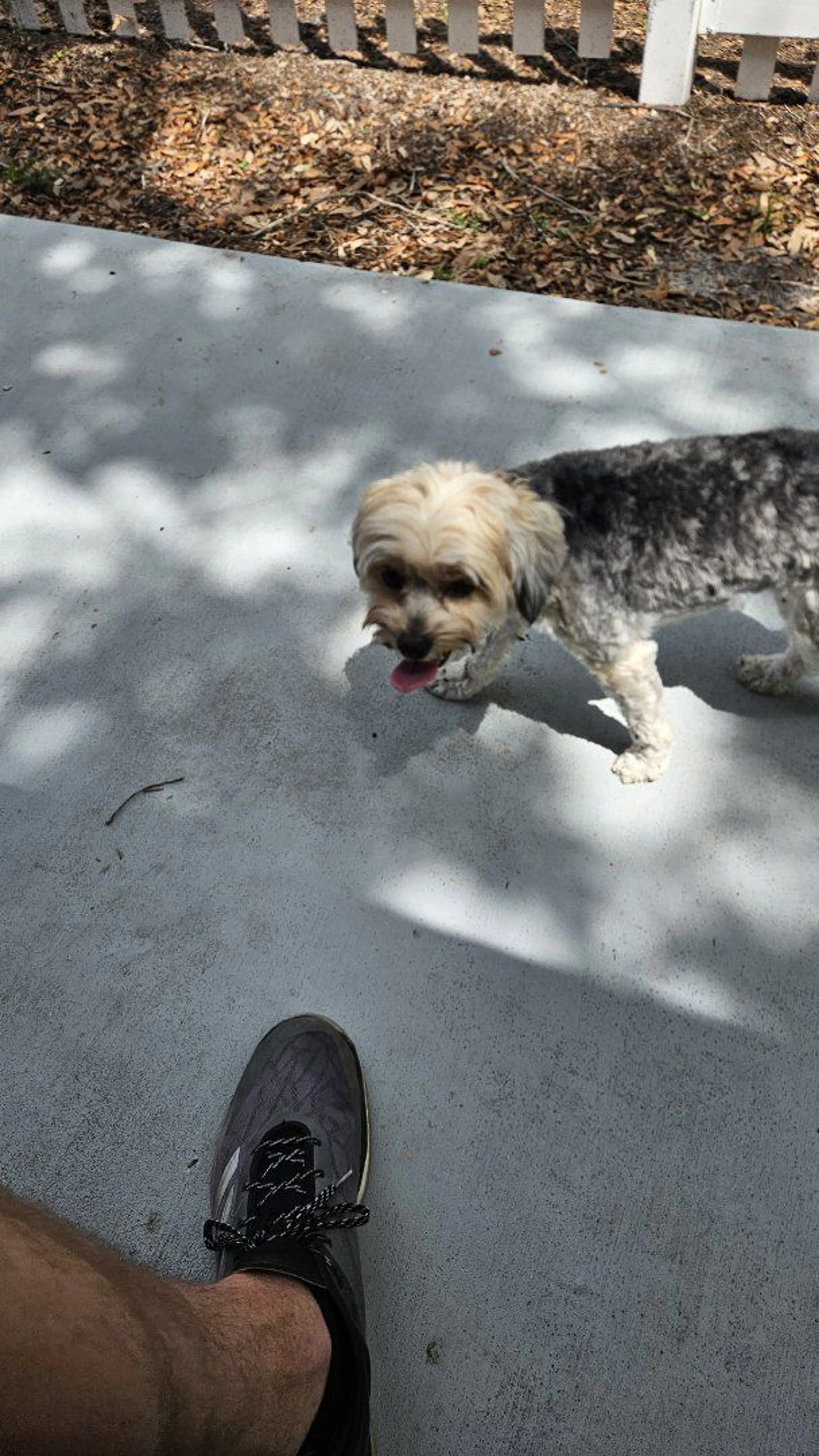 Lost pet-1
