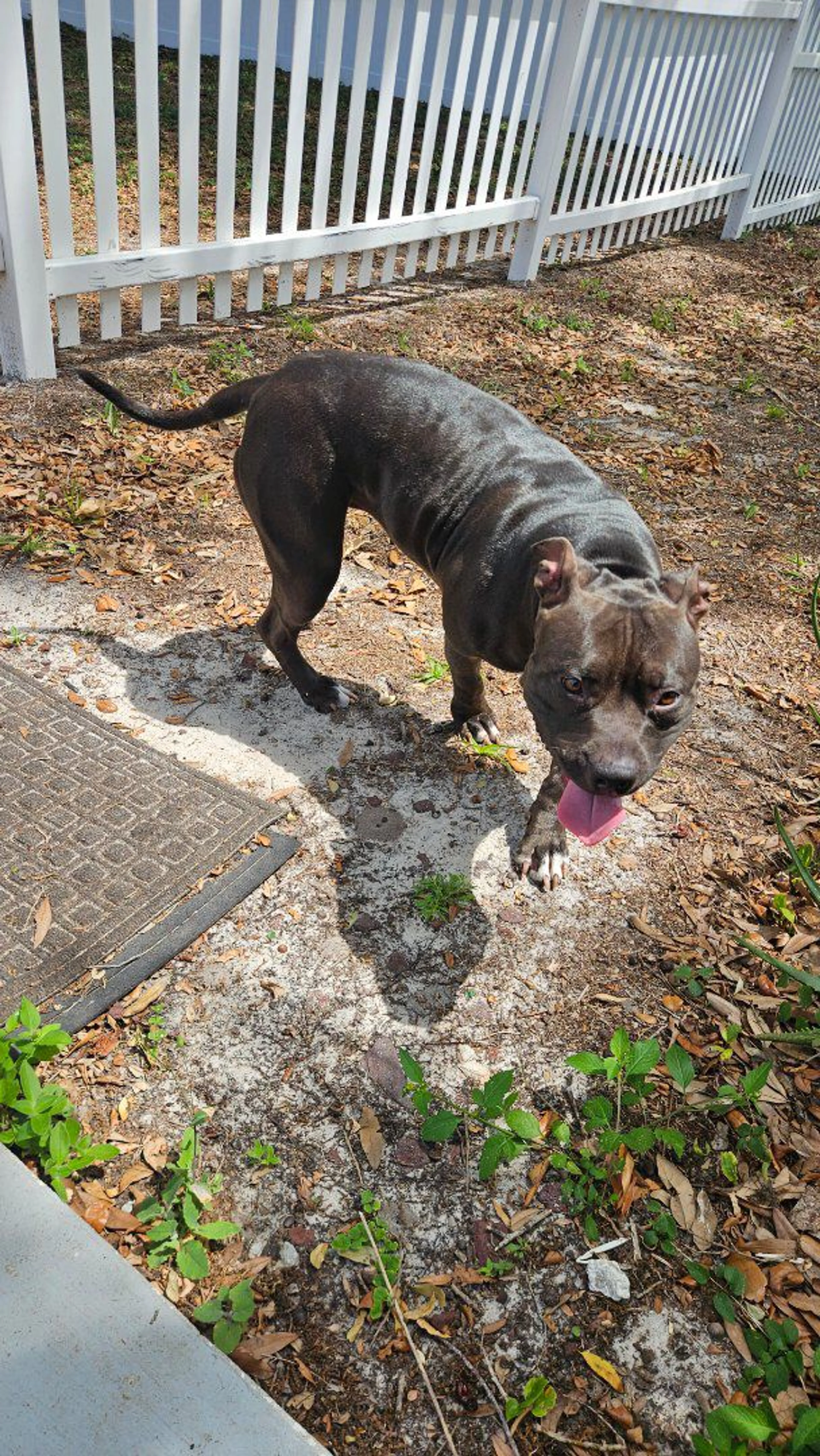 Lost pet-0
