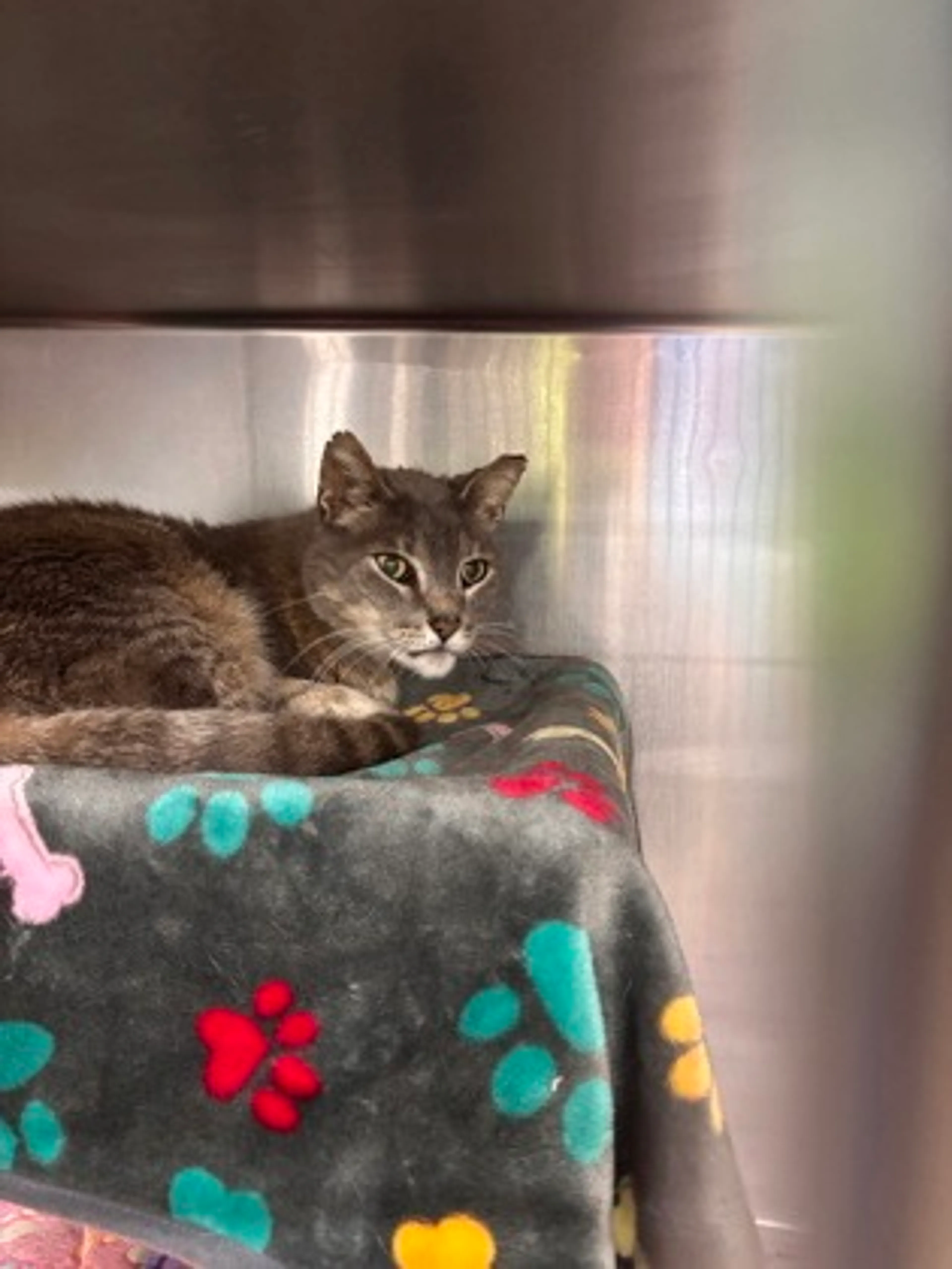Found pet-1