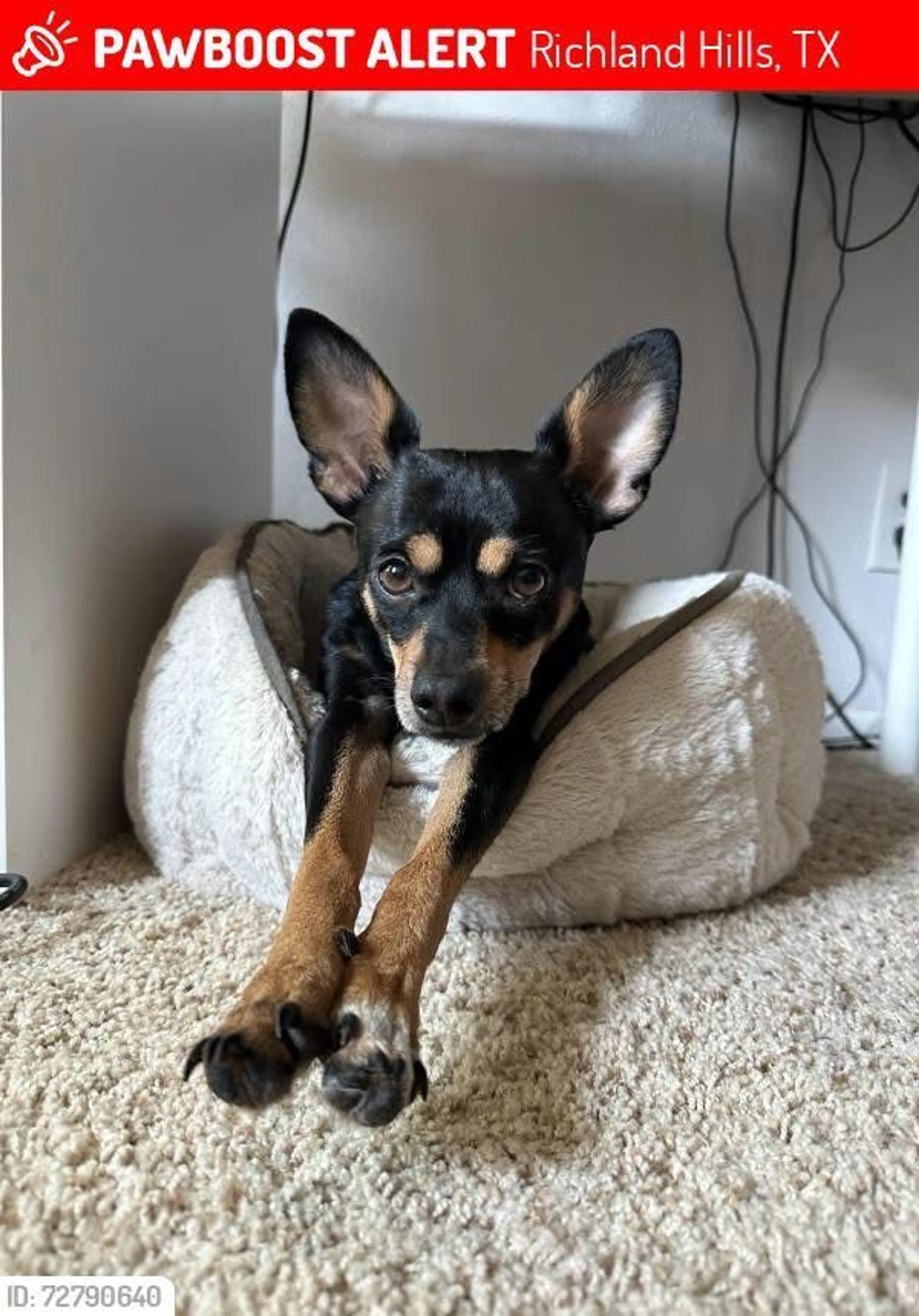 Lost pet