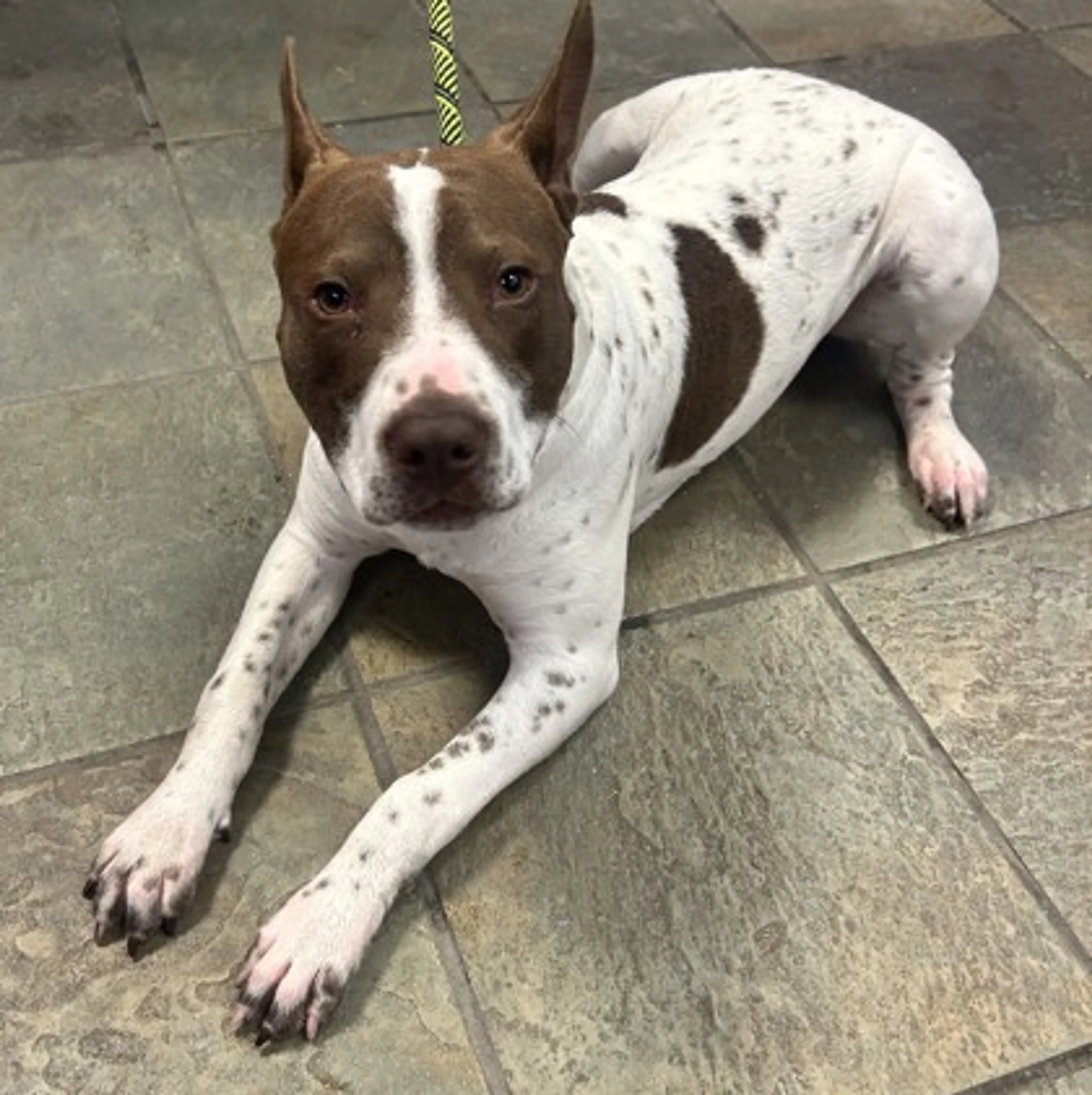 Found pet