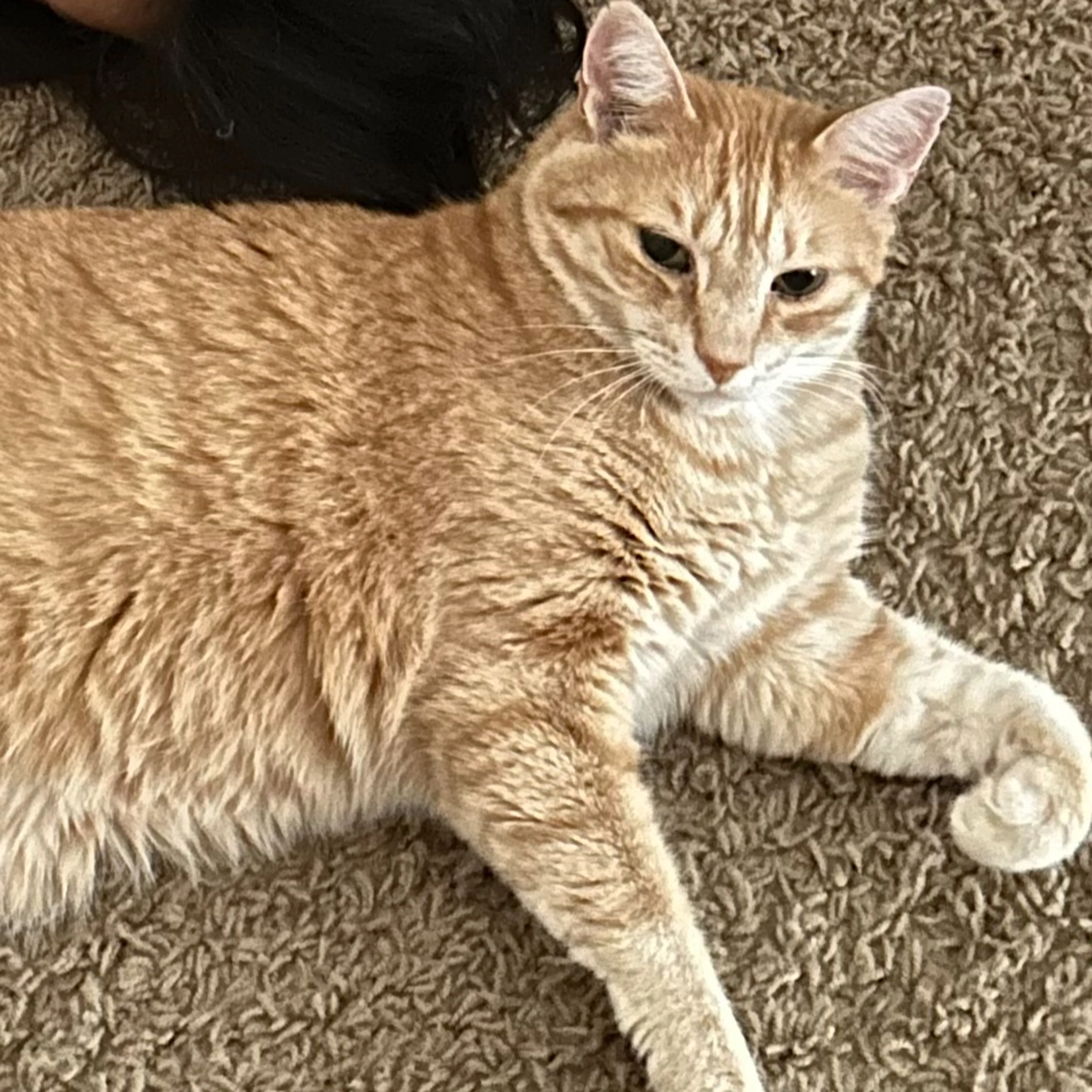 Lost pet-2
