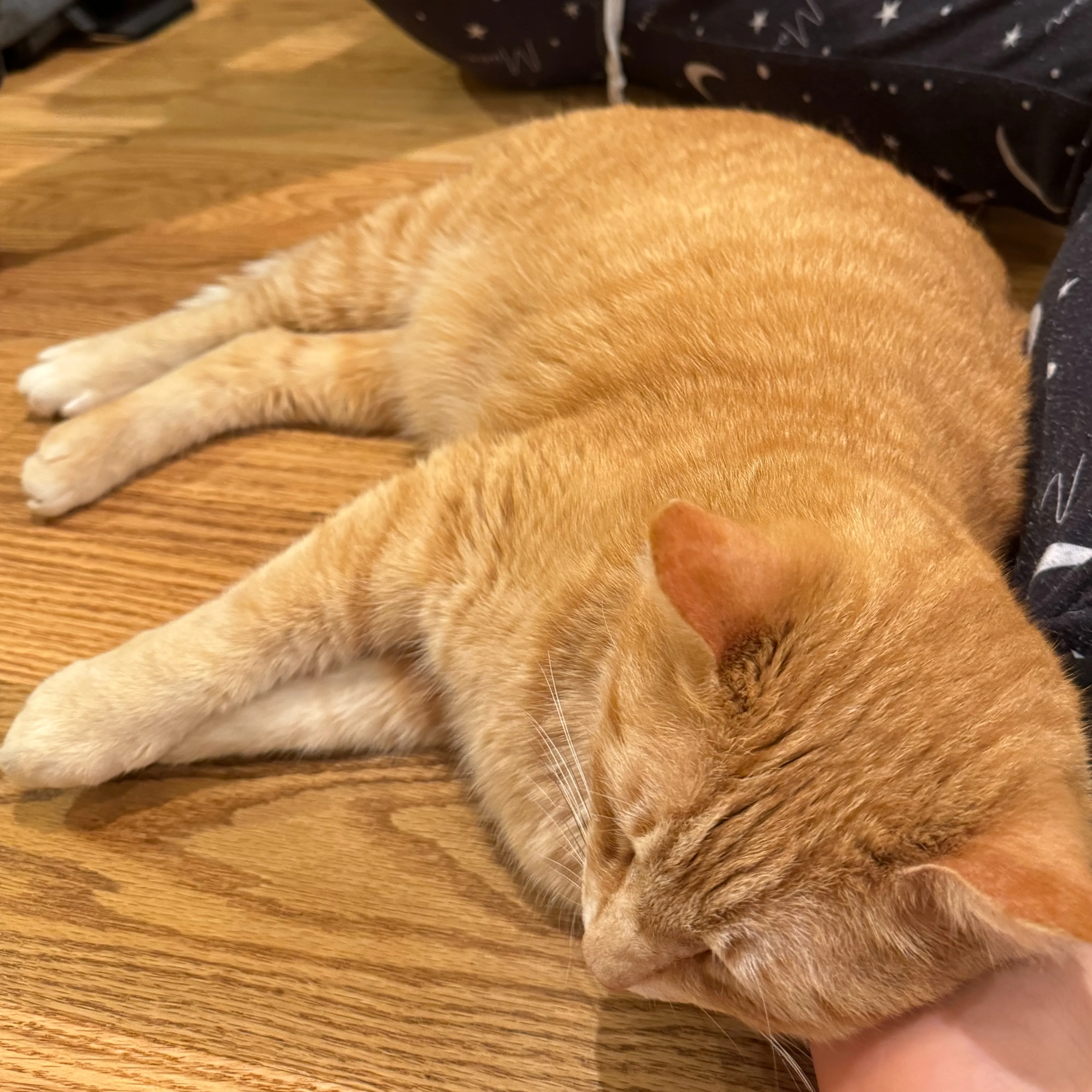 Lost pet-1