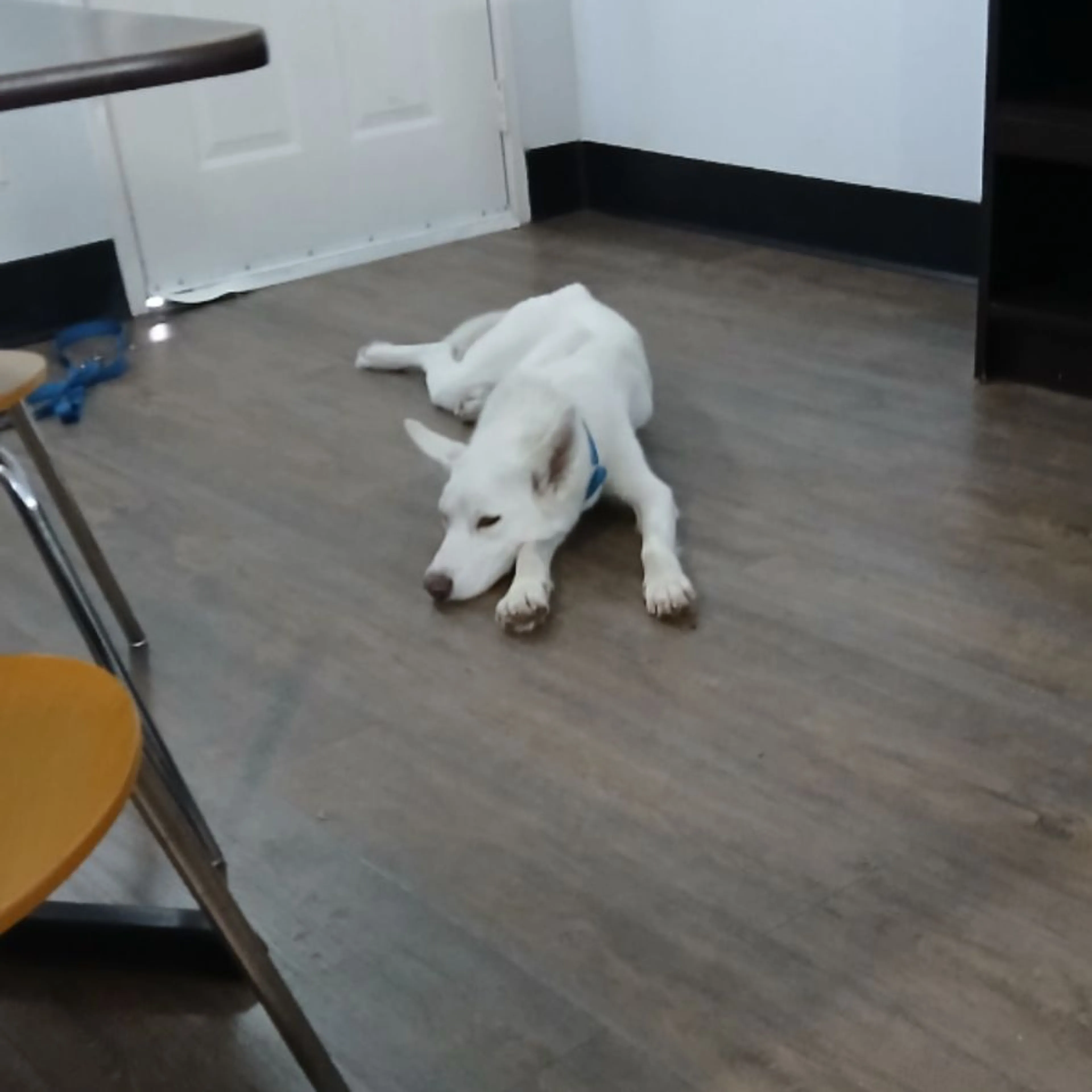 Lost pet