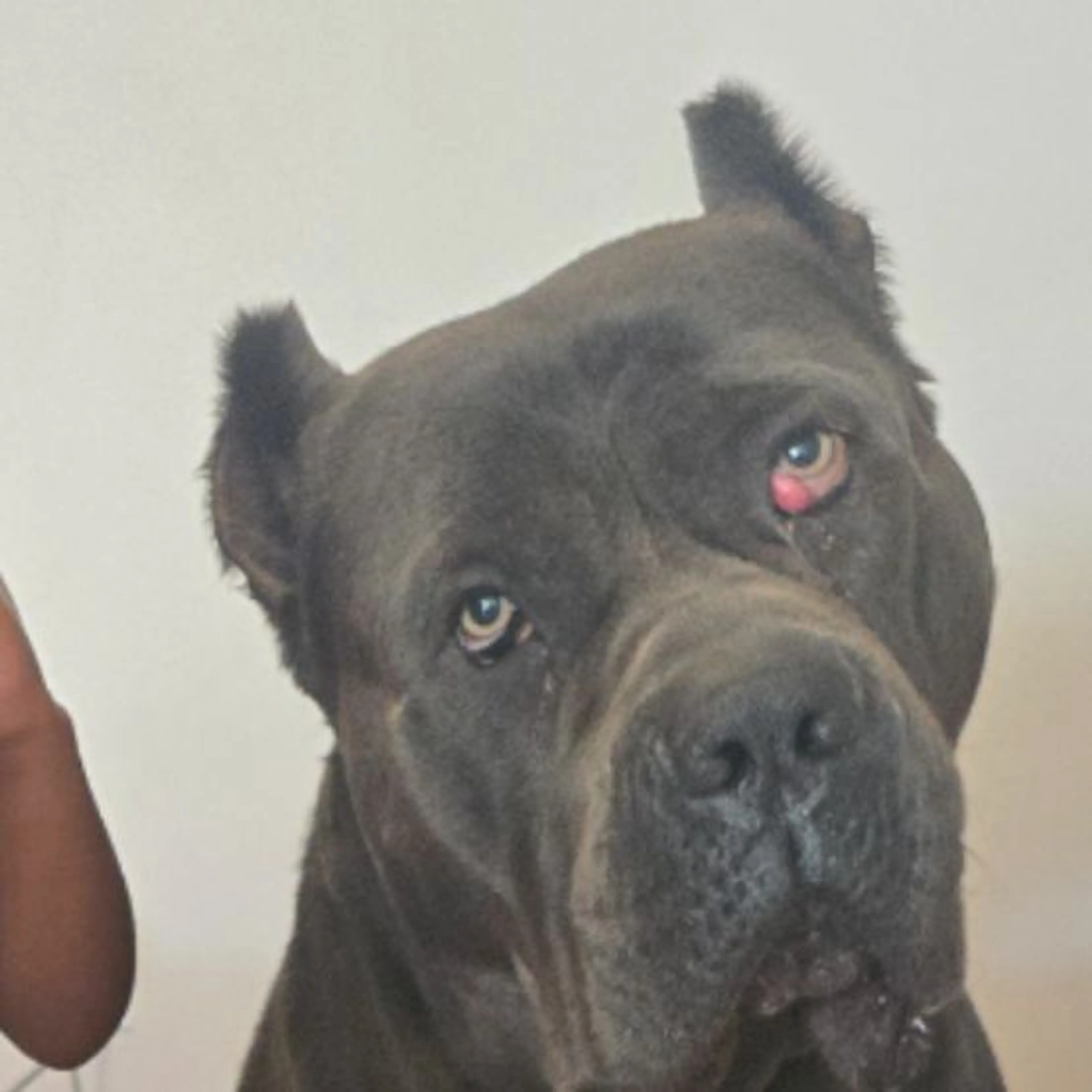 Found pet