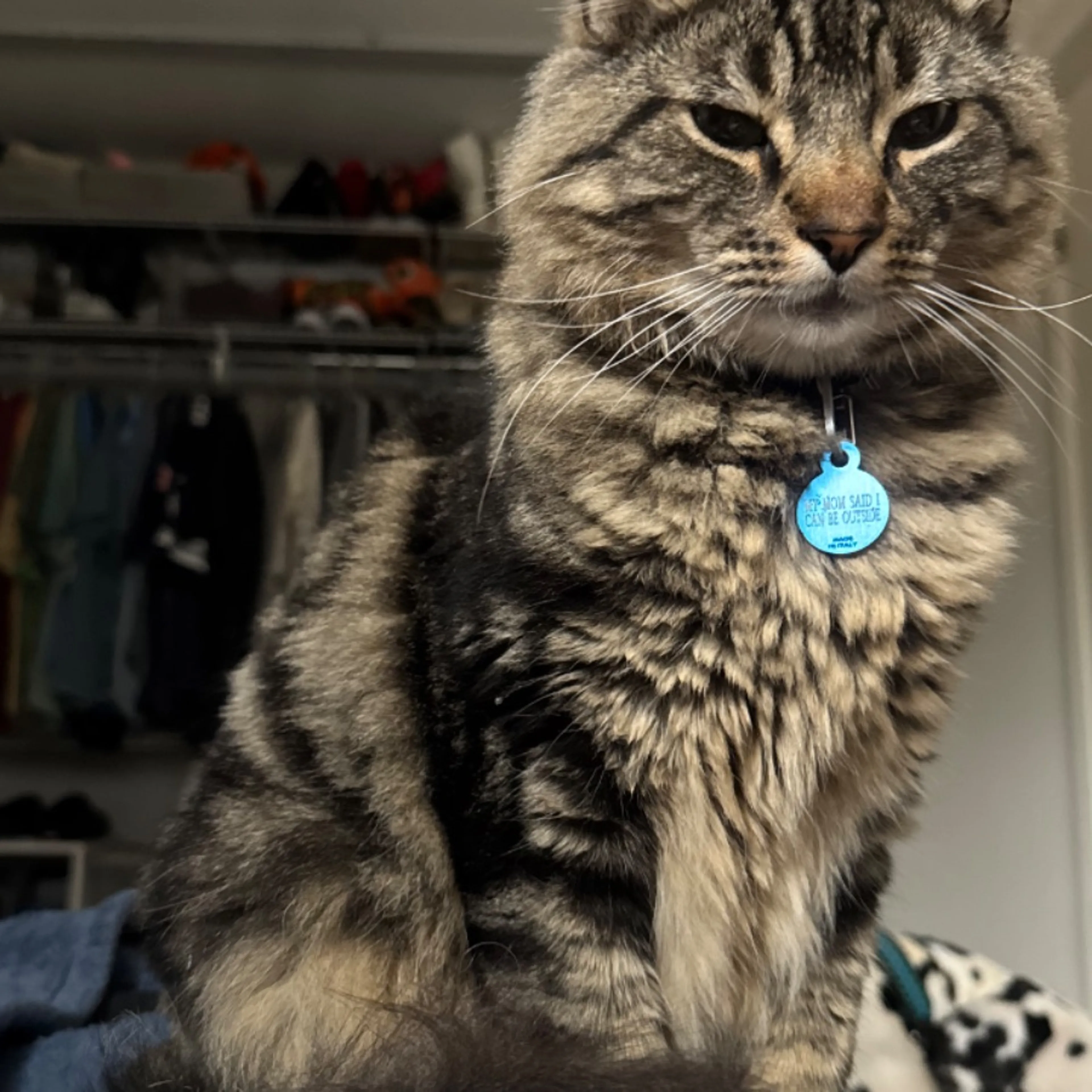 Lost pet