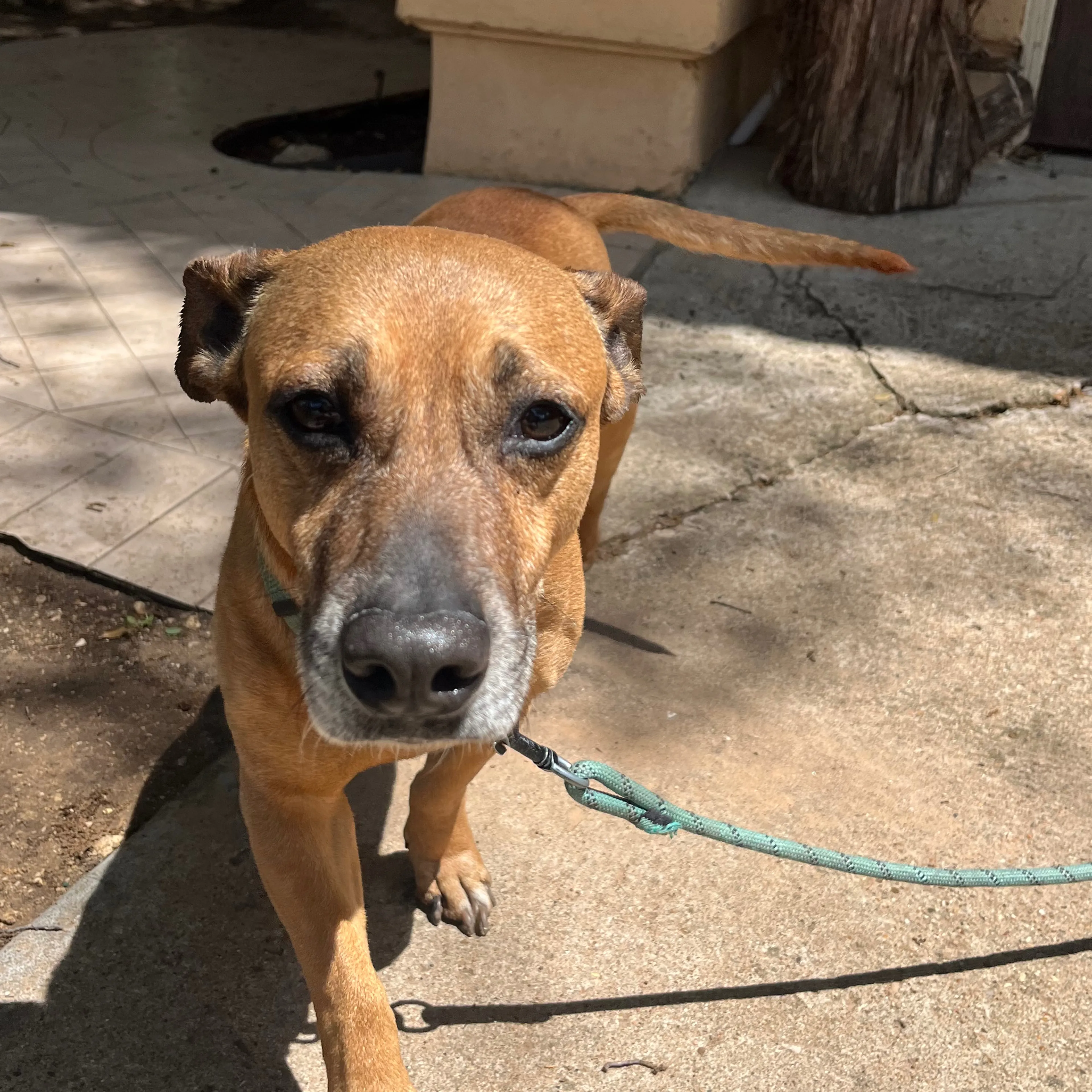 Found pet-2