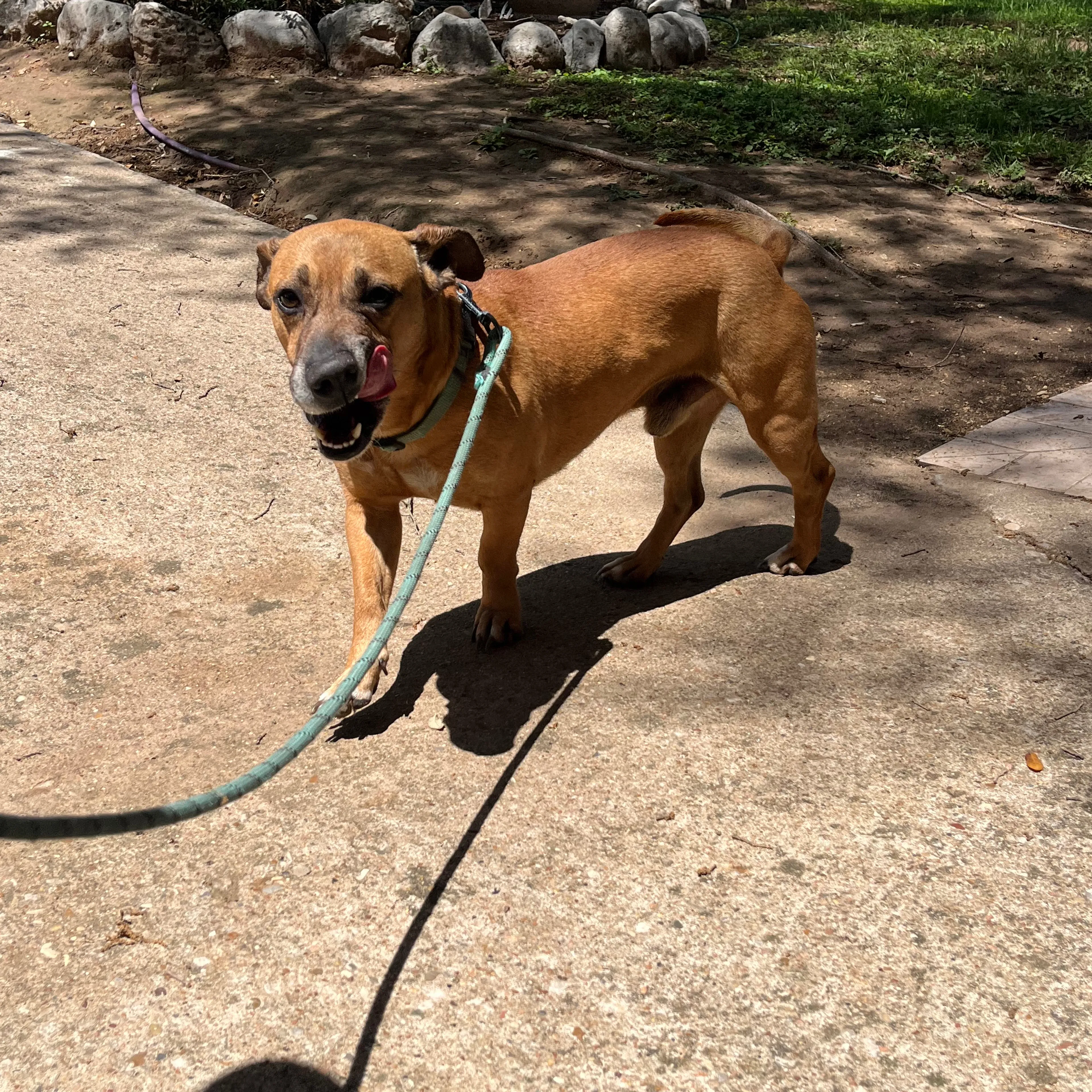 Found pet-3