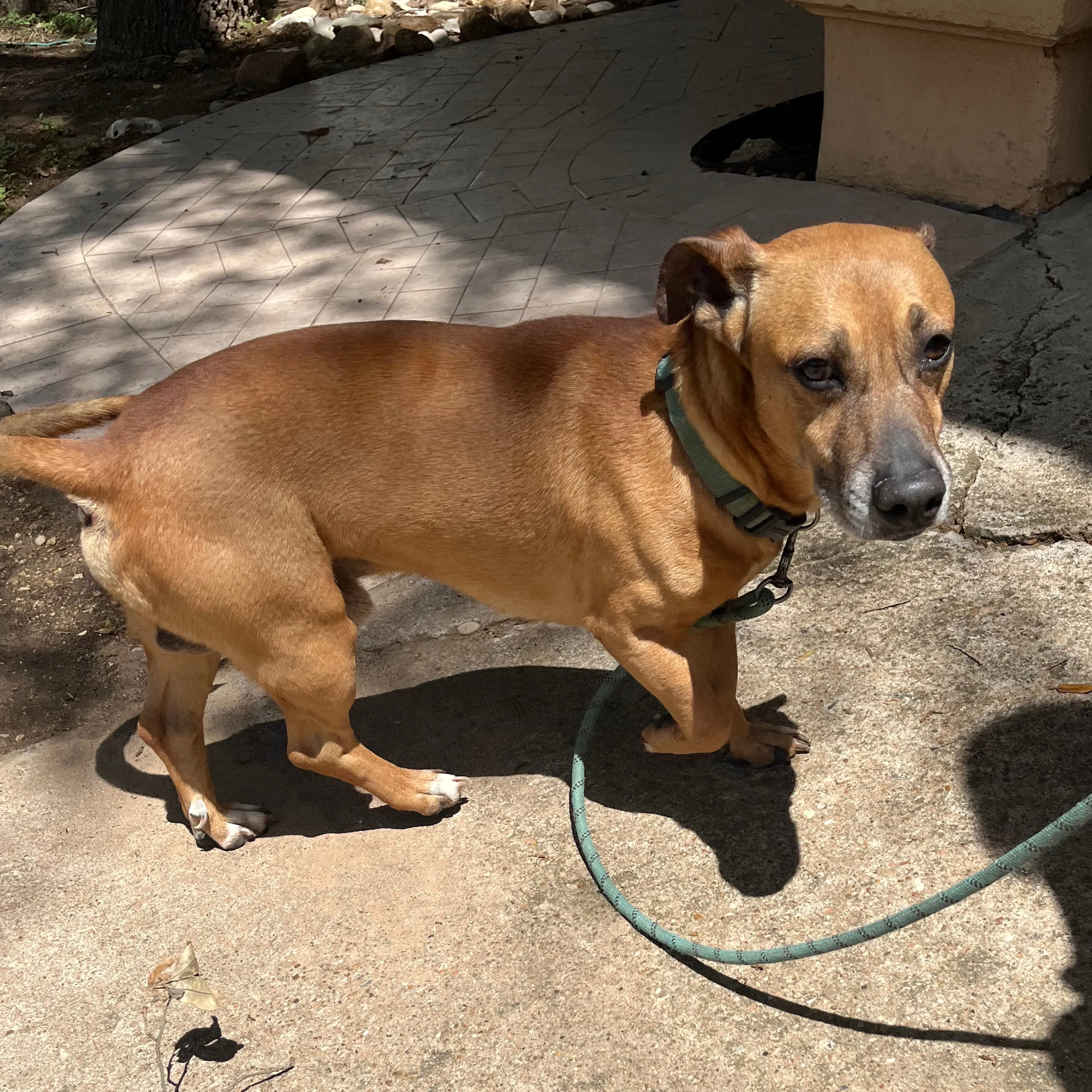 Found pet-1