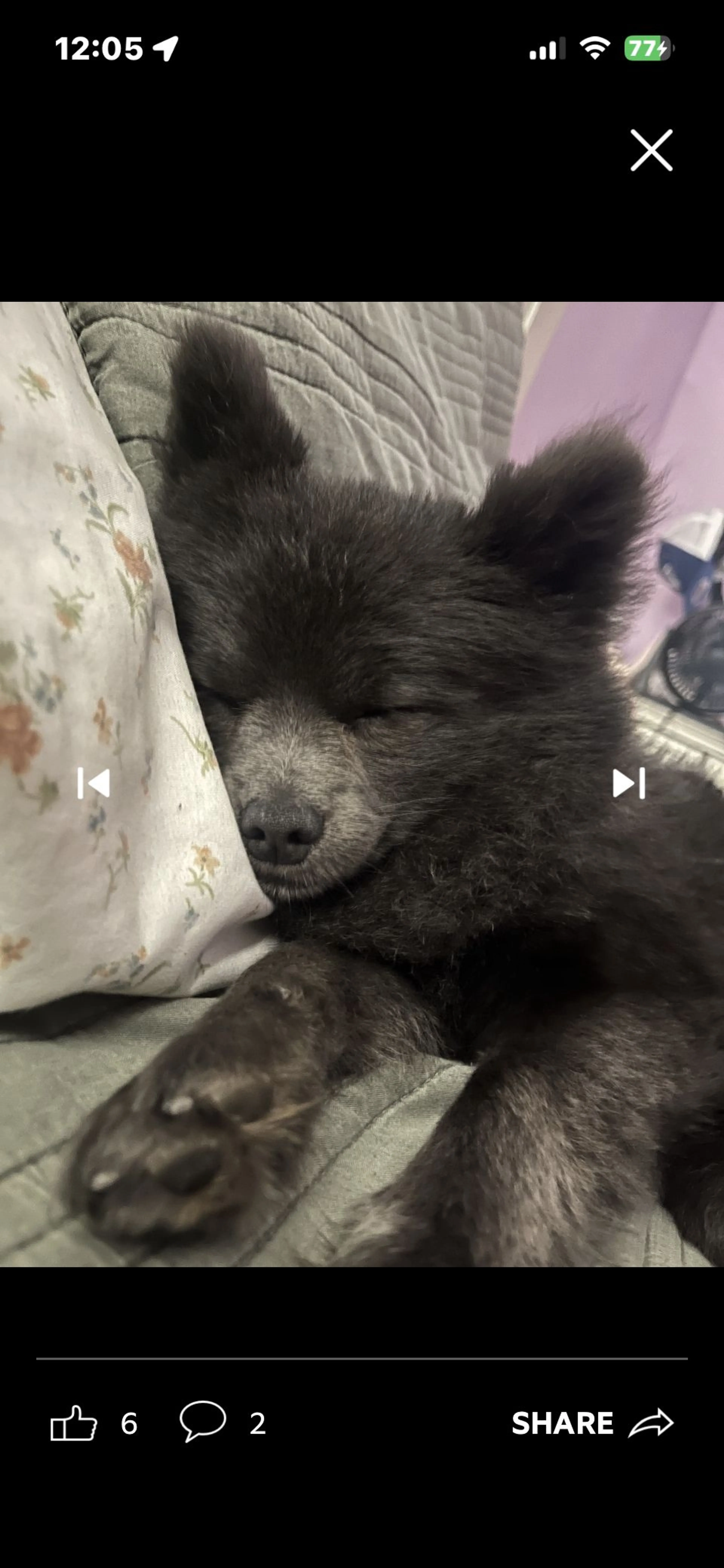 Lost pet-1