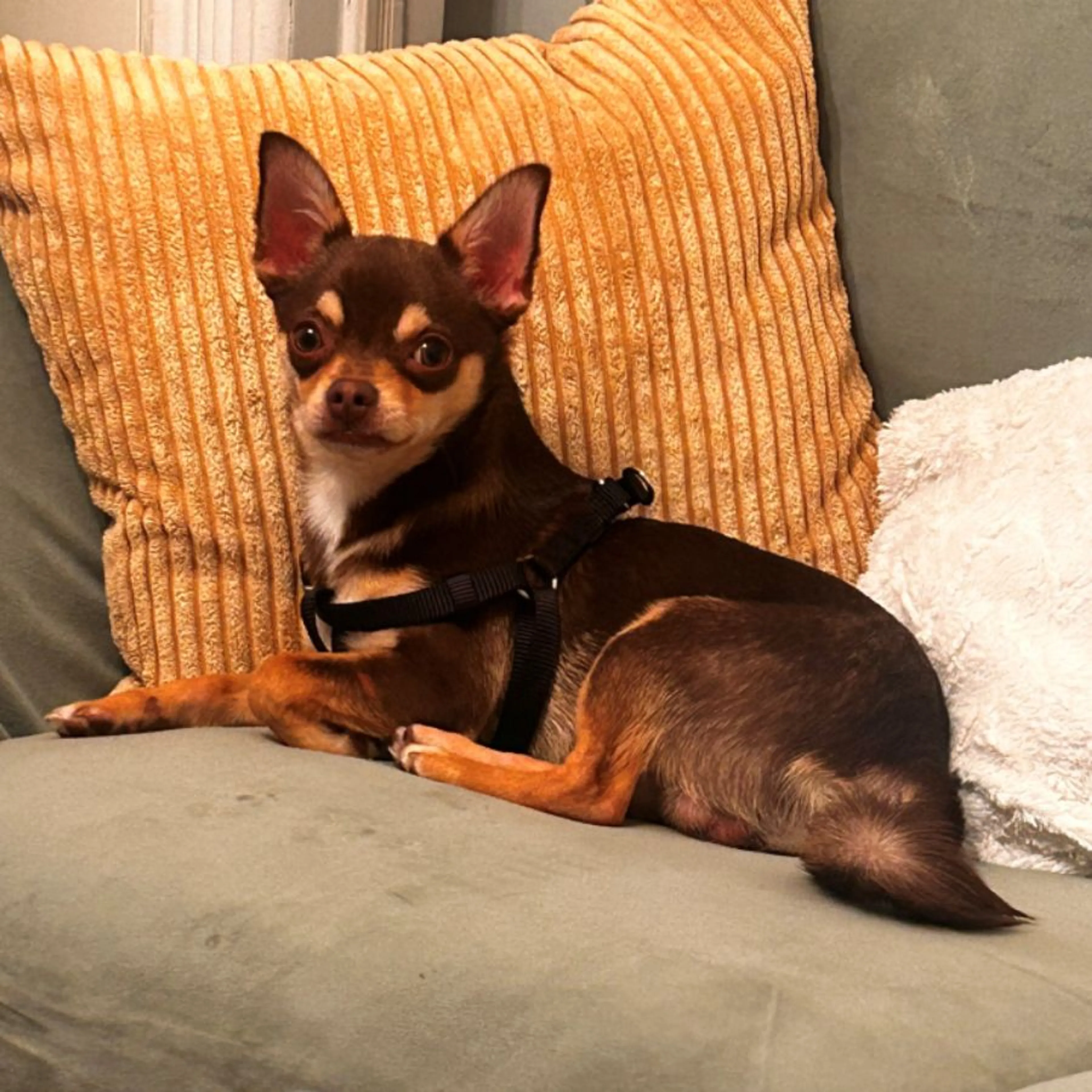 Found pet