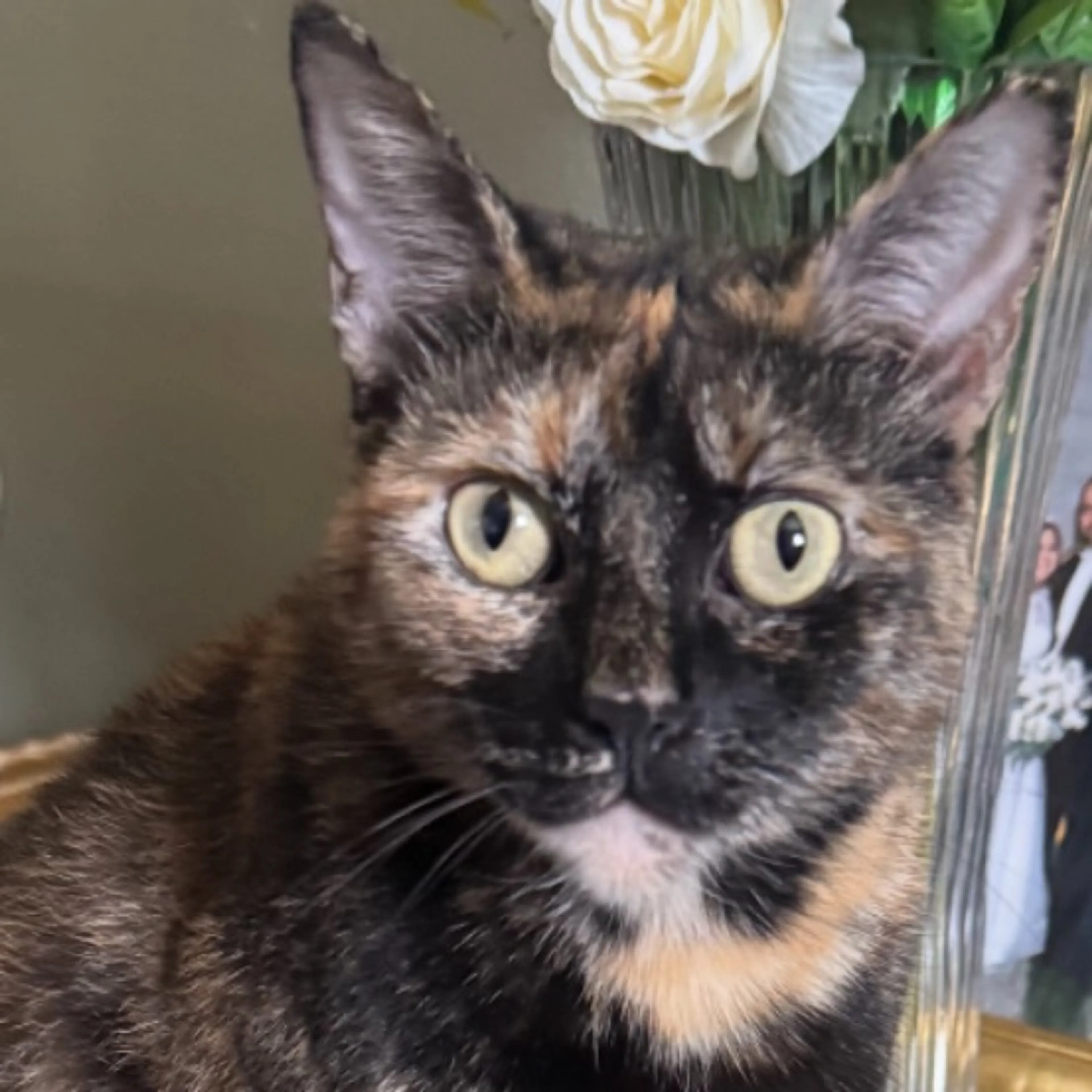 Lost pet
