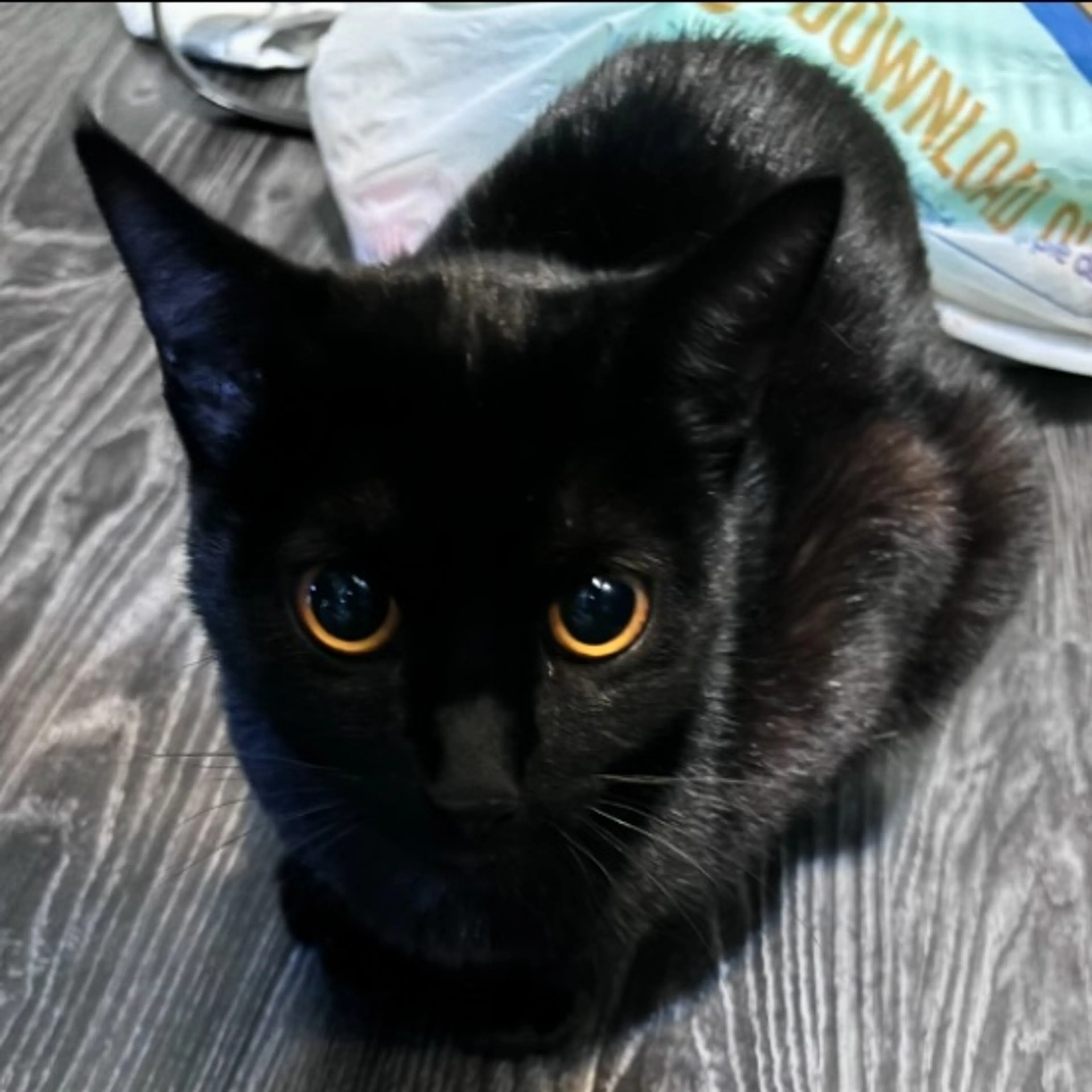 Lost pet