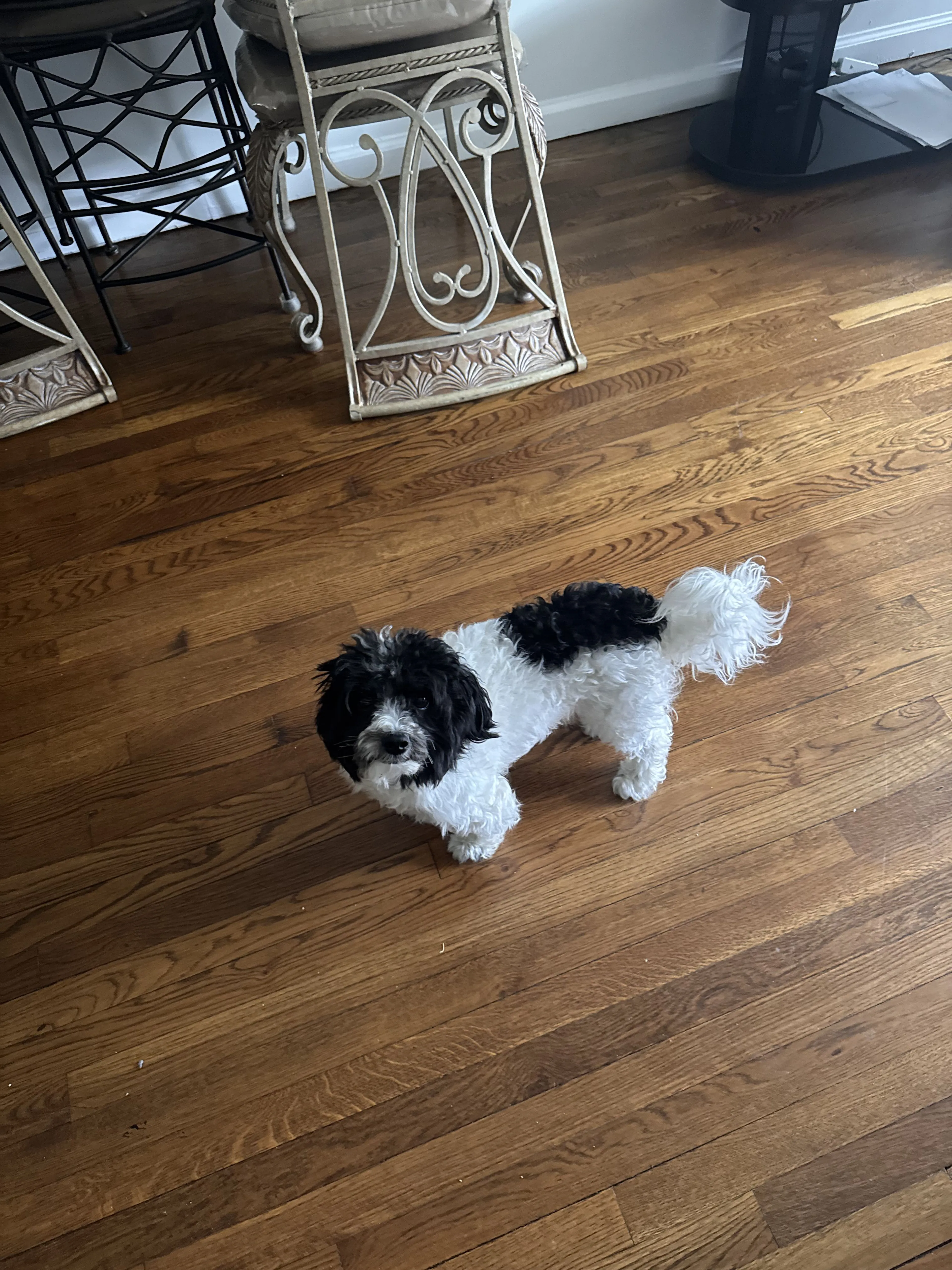Lost pet