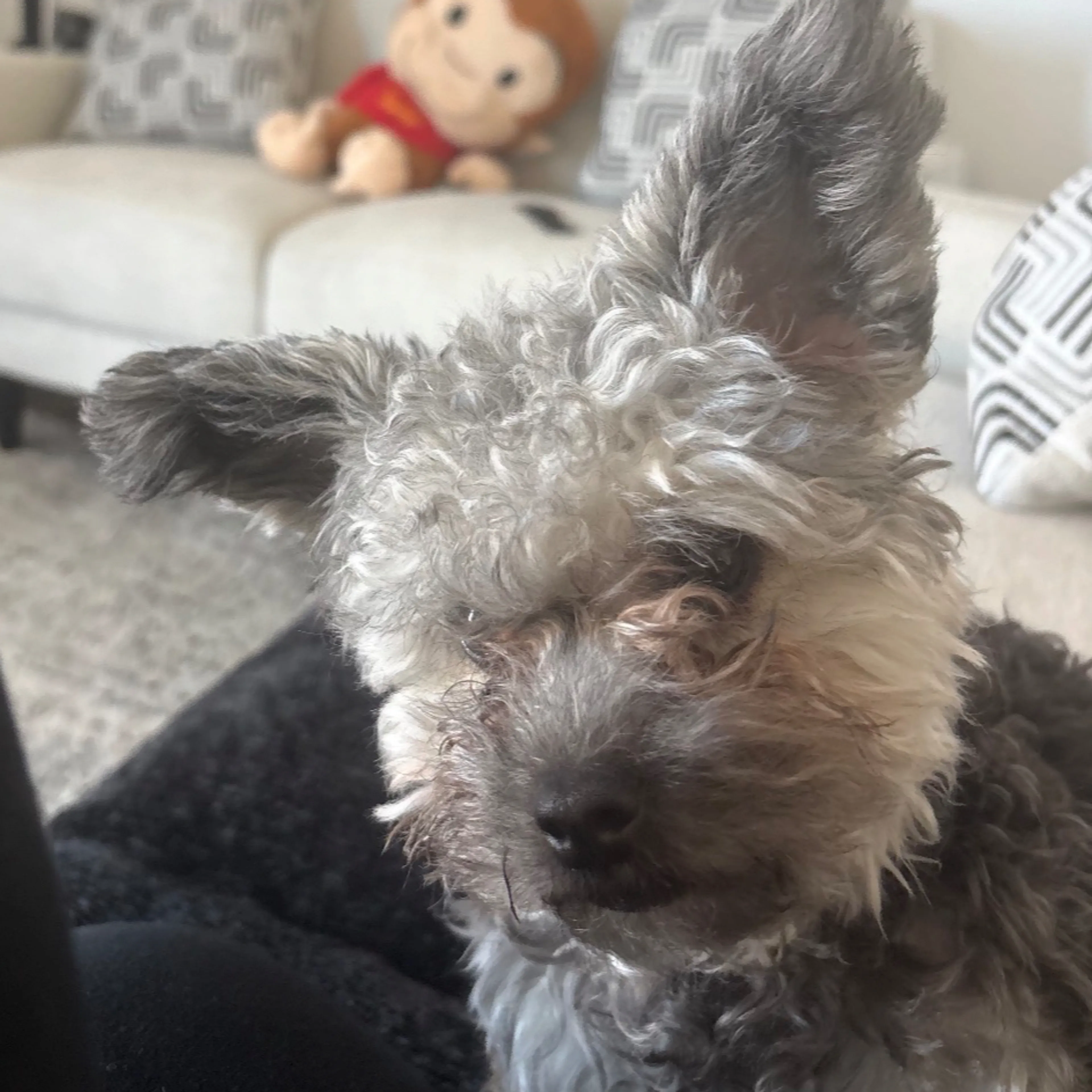 Lost pet-1