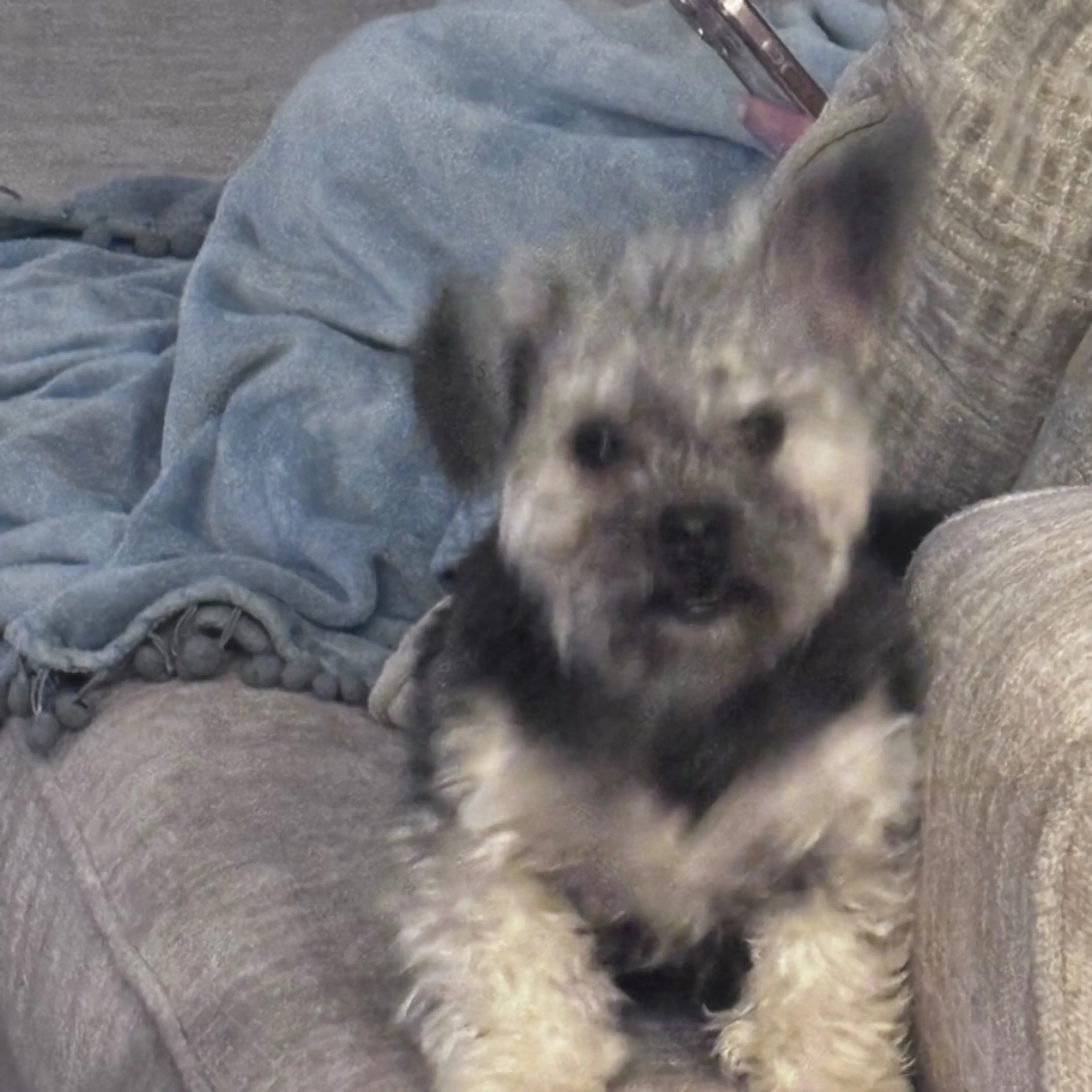 Lost pet-0