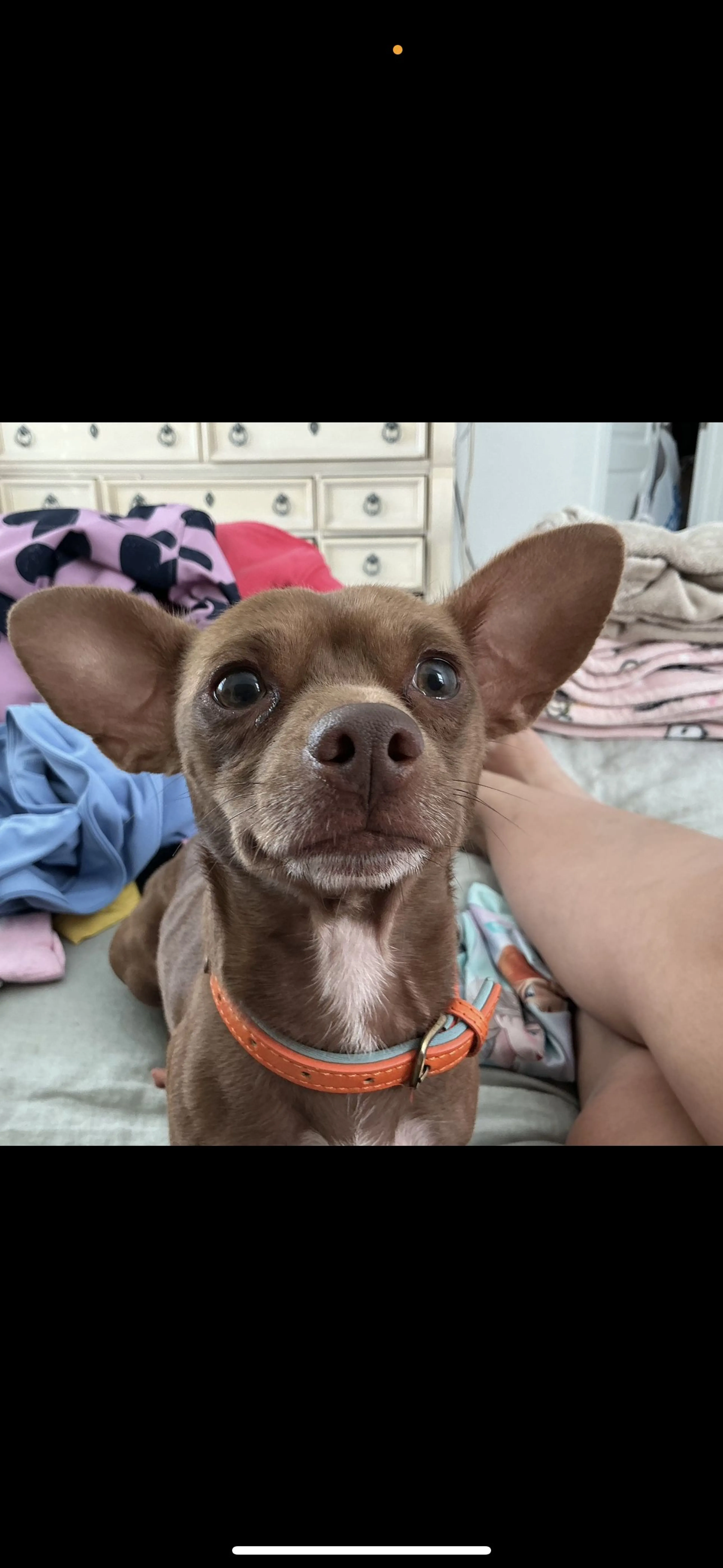 Lost pet-0