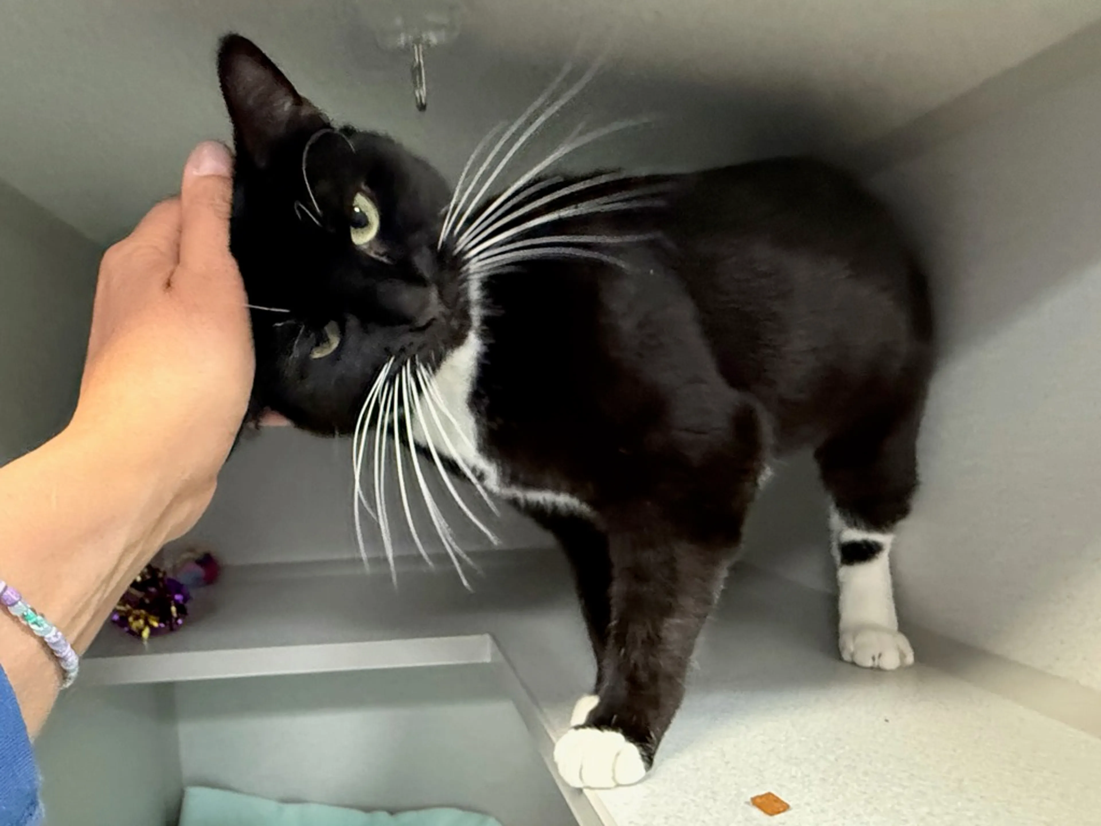 Found pet-3