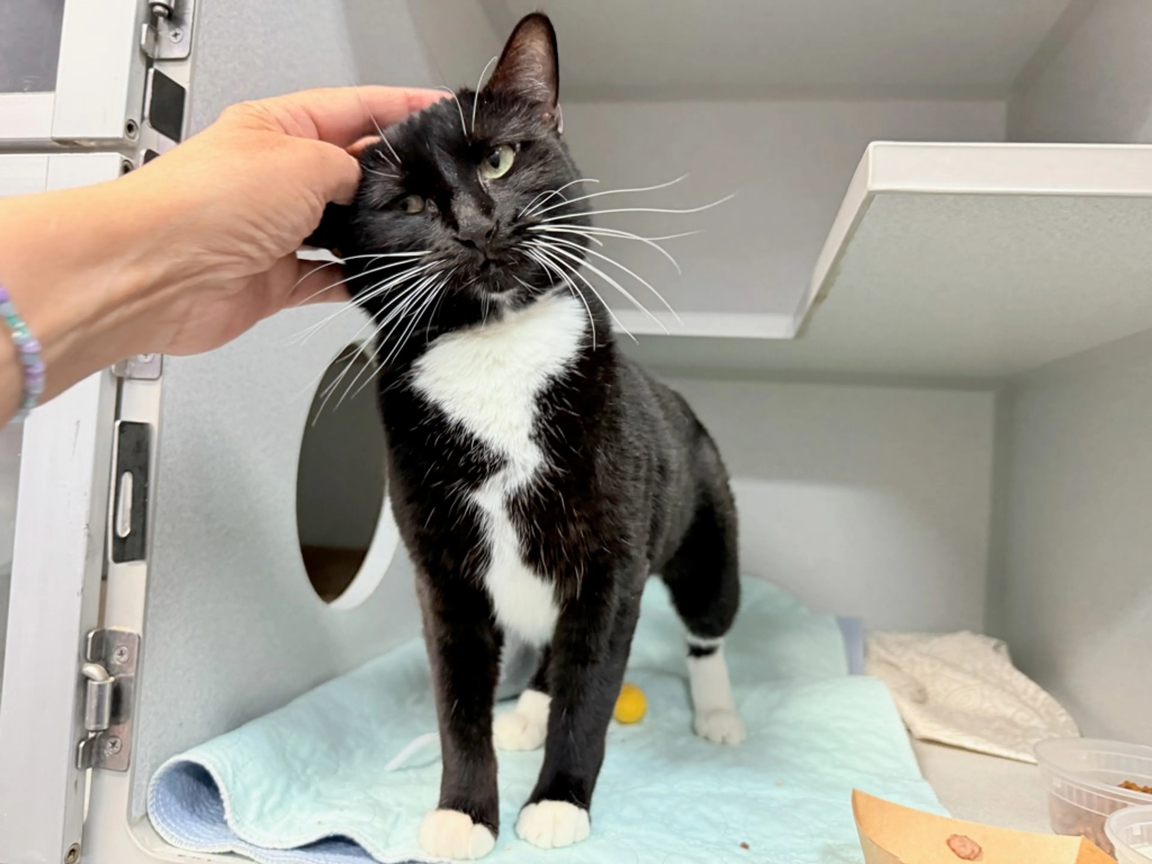 Found pet-1