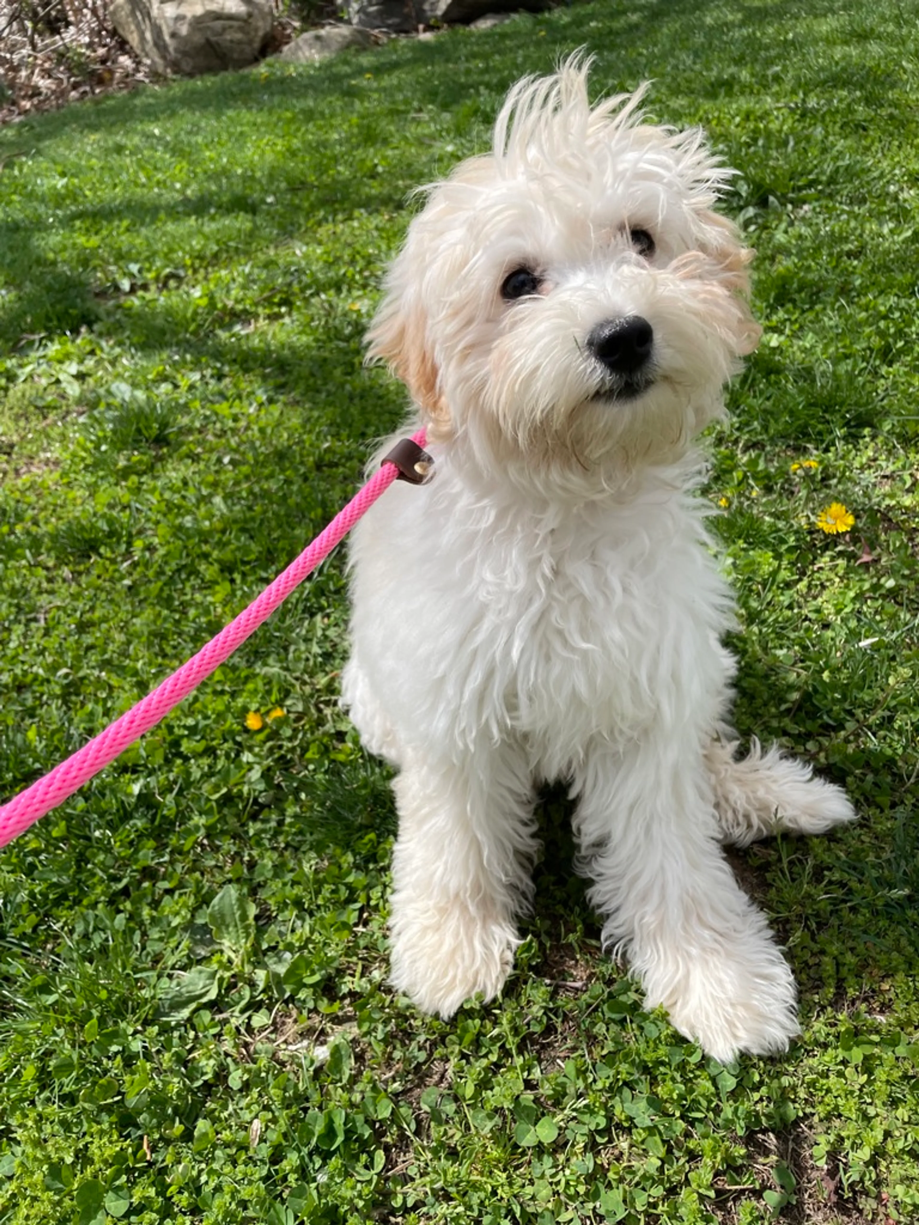 Found pet-2