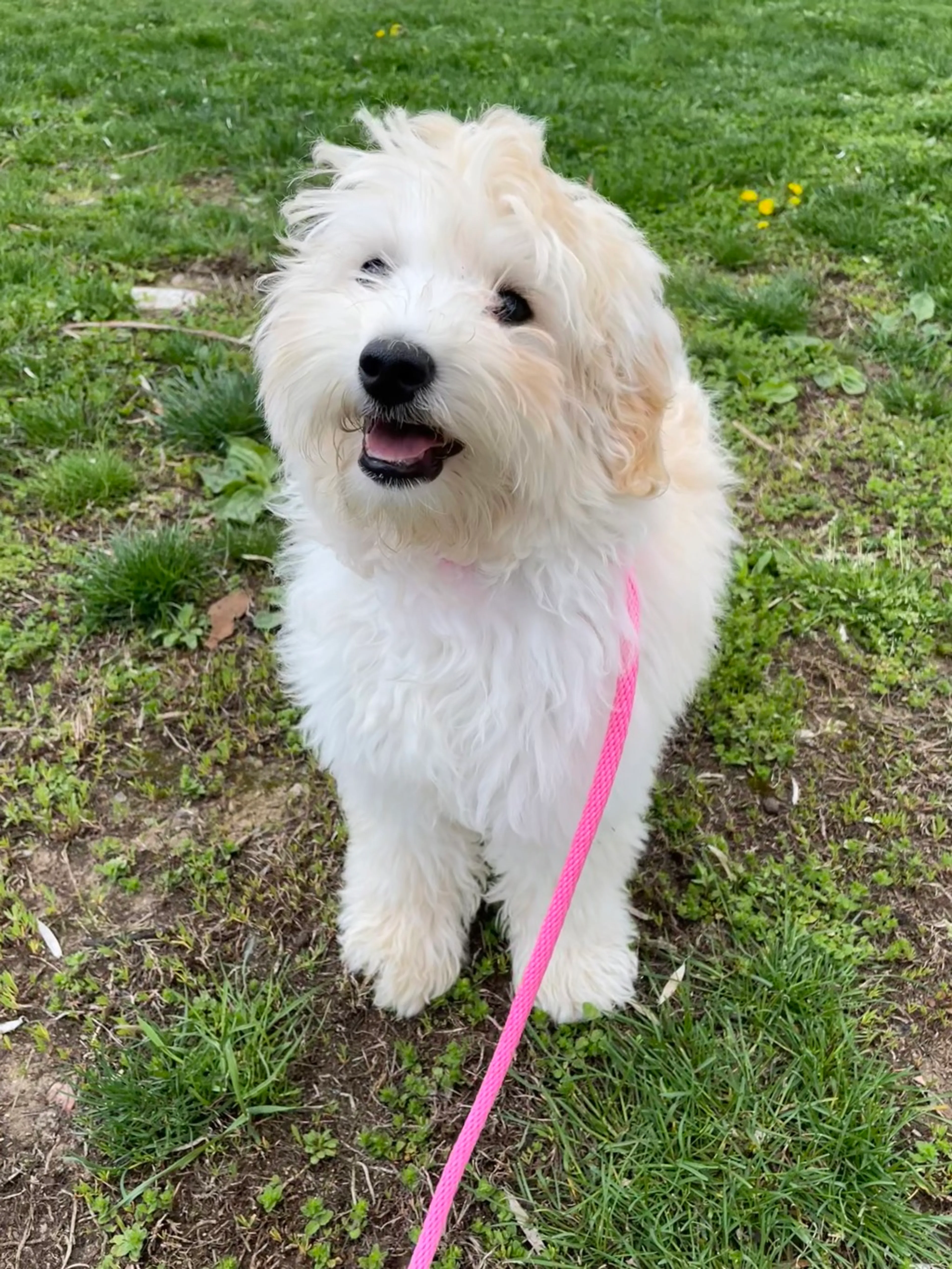 Found pet-1