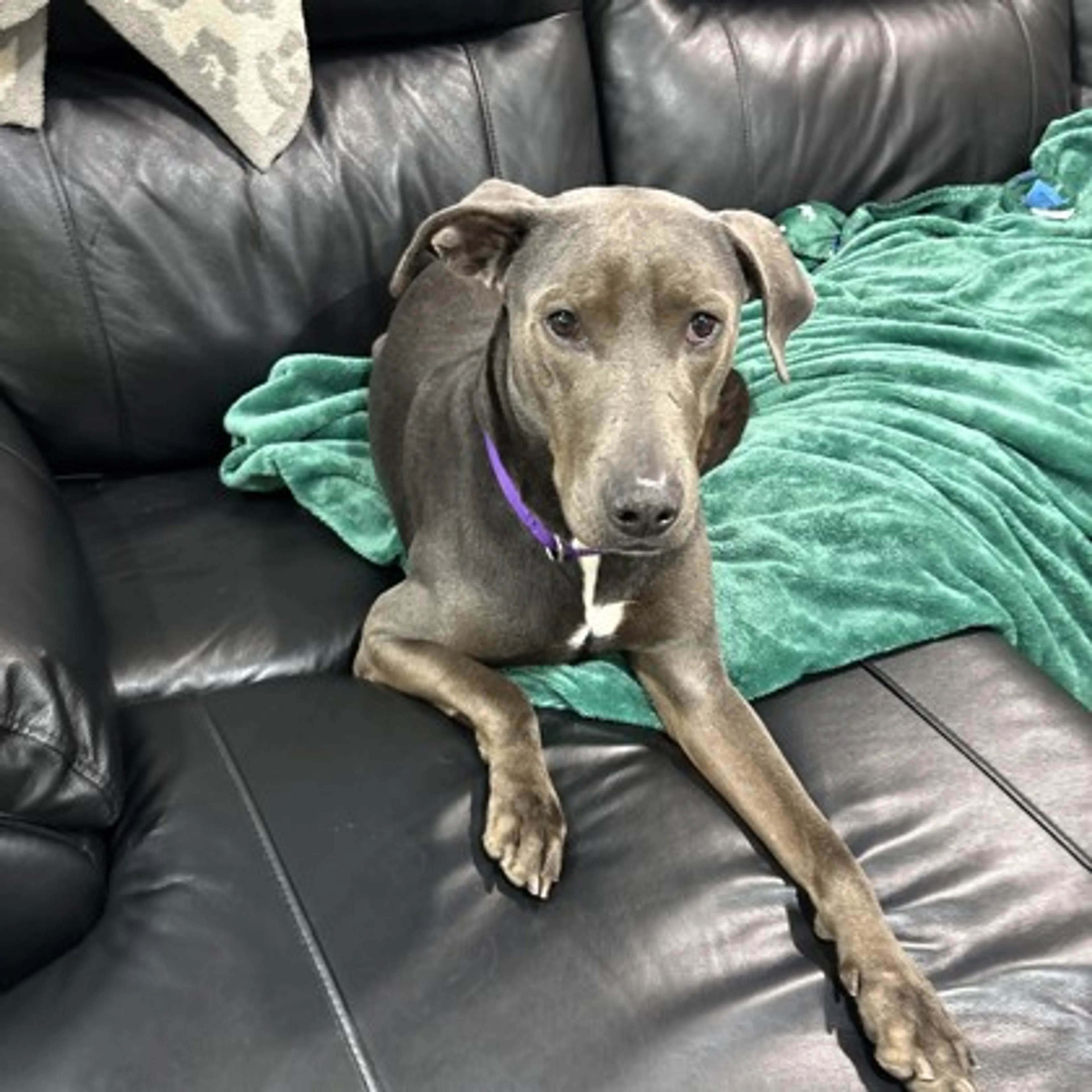 Found pet-2