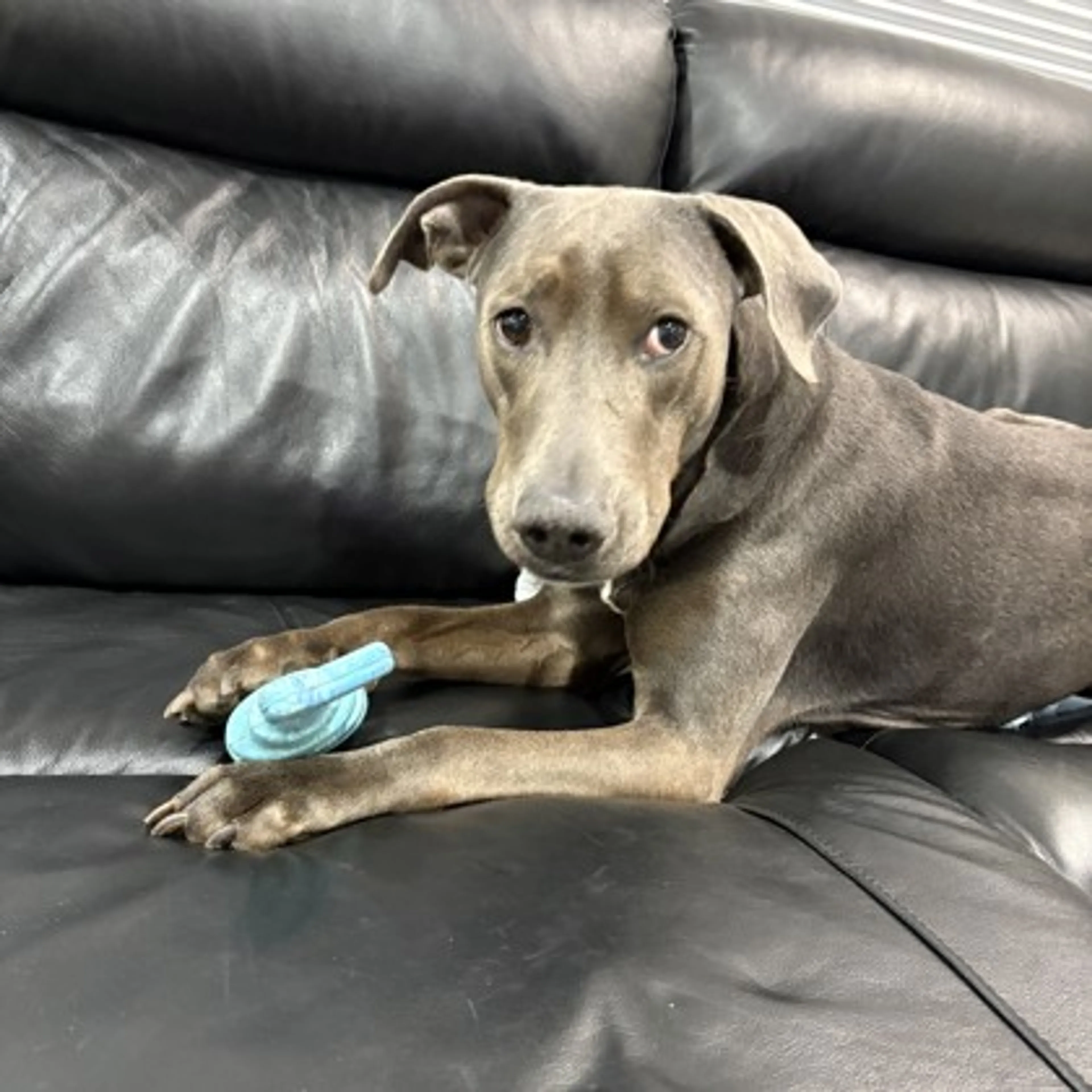 Found pet-1