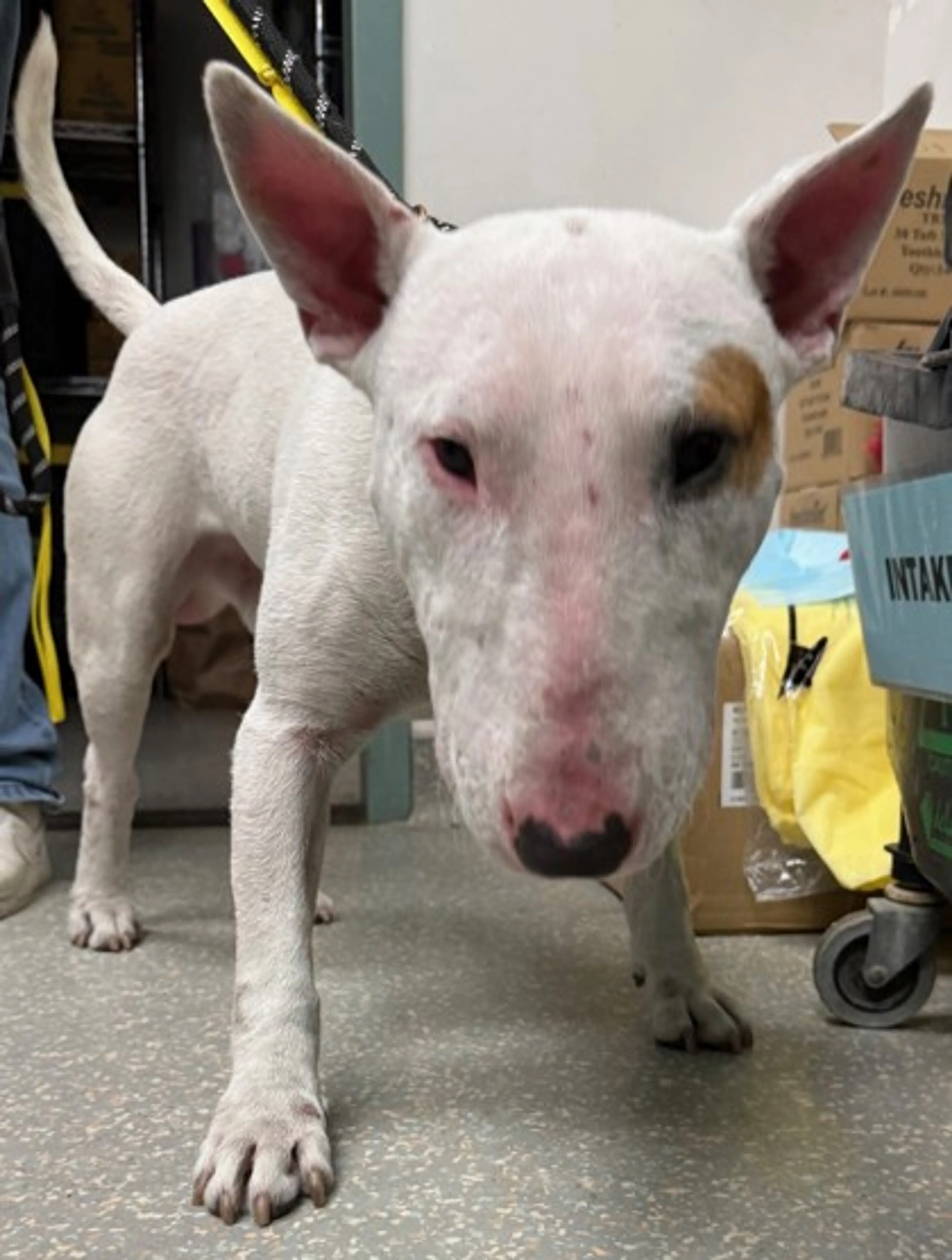 Found pet-2