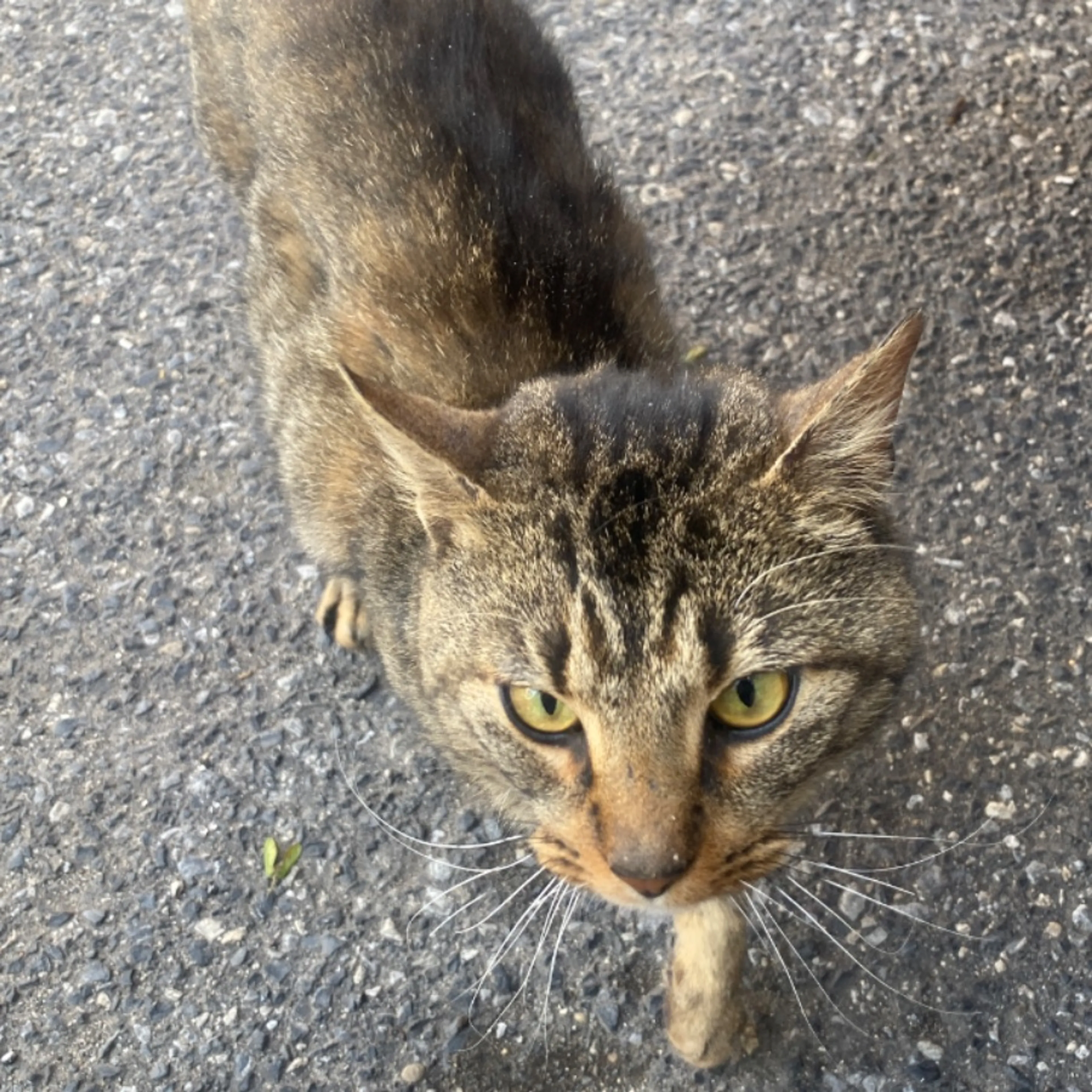 Lost pet