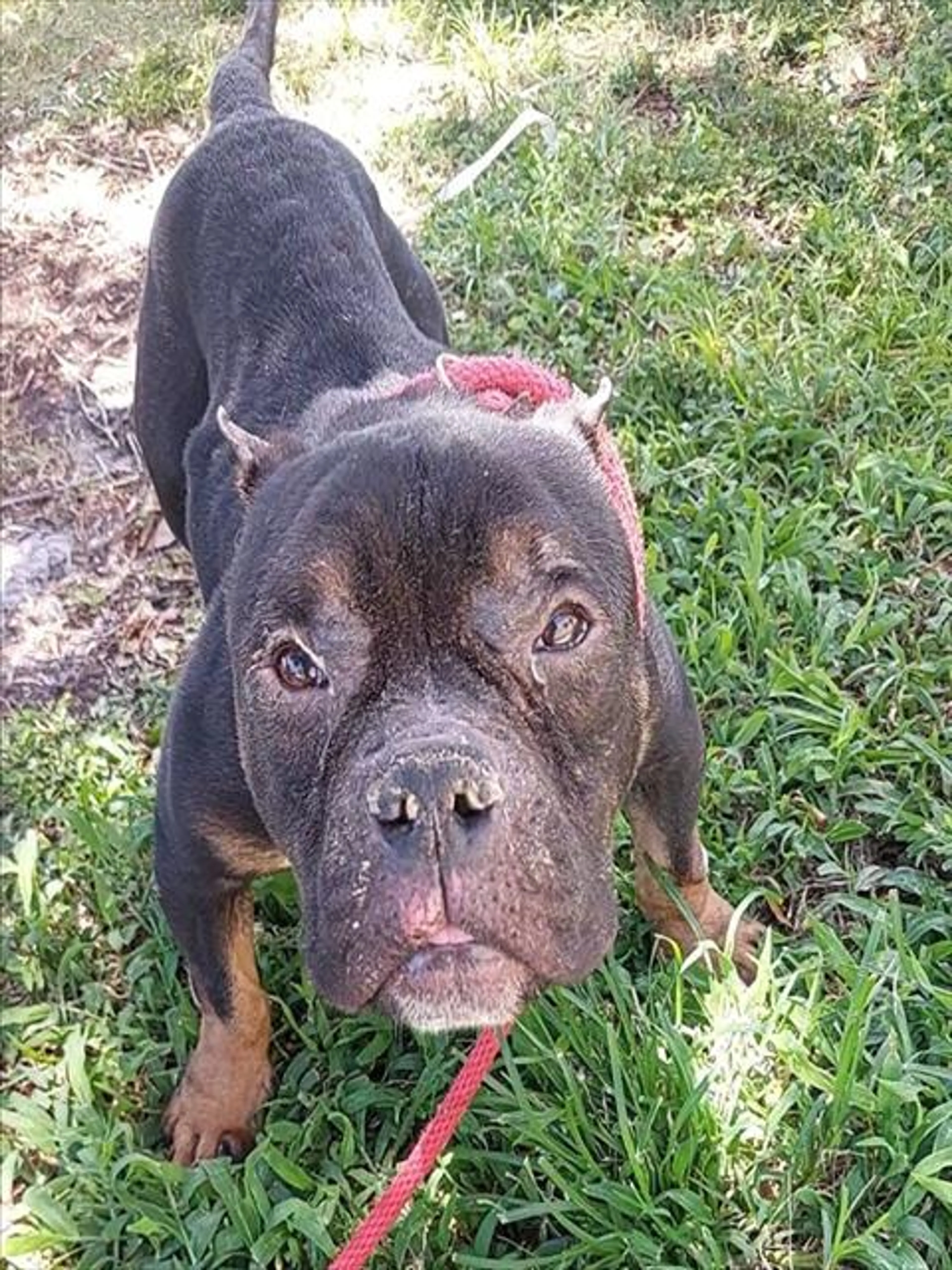 Found pet