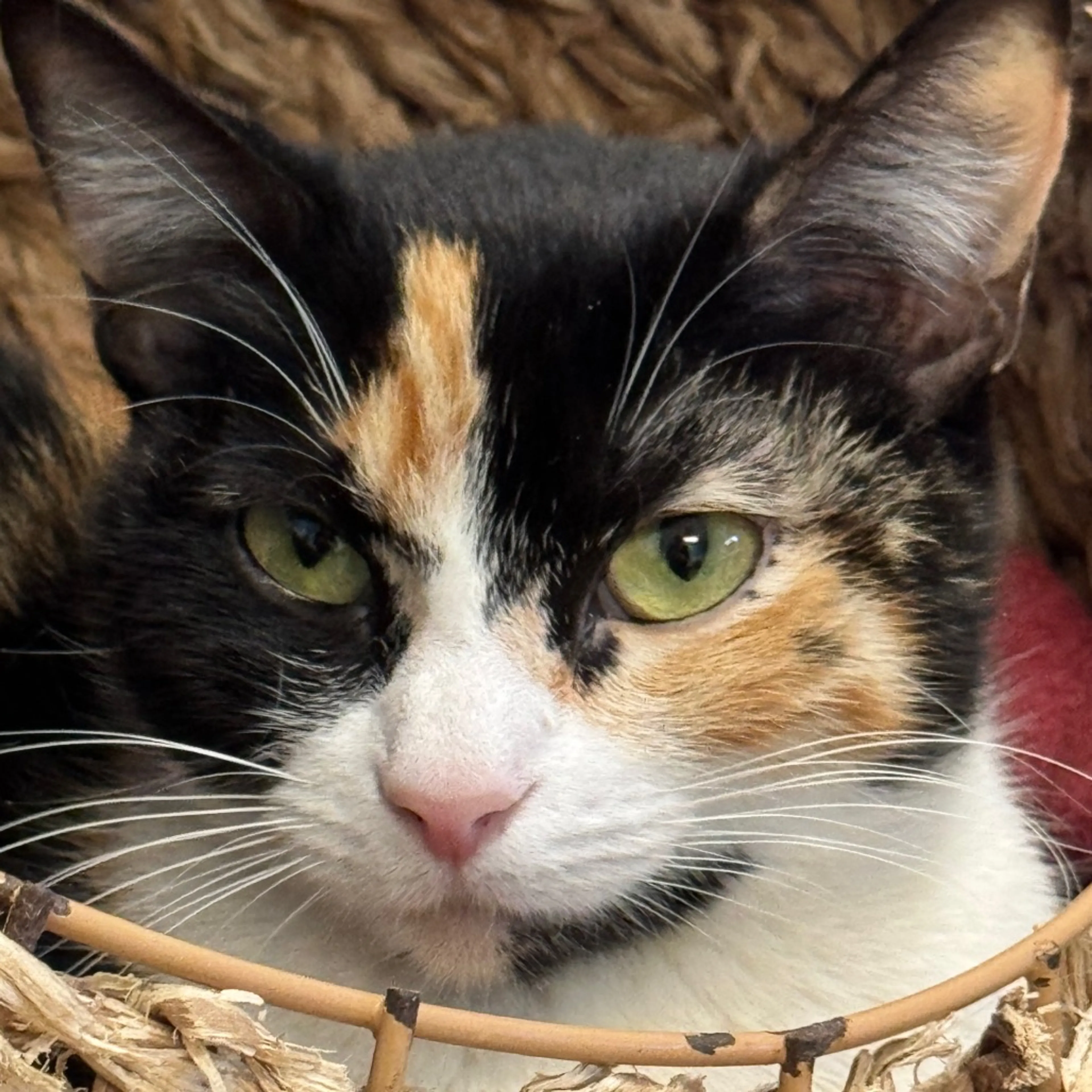 Found pet-2