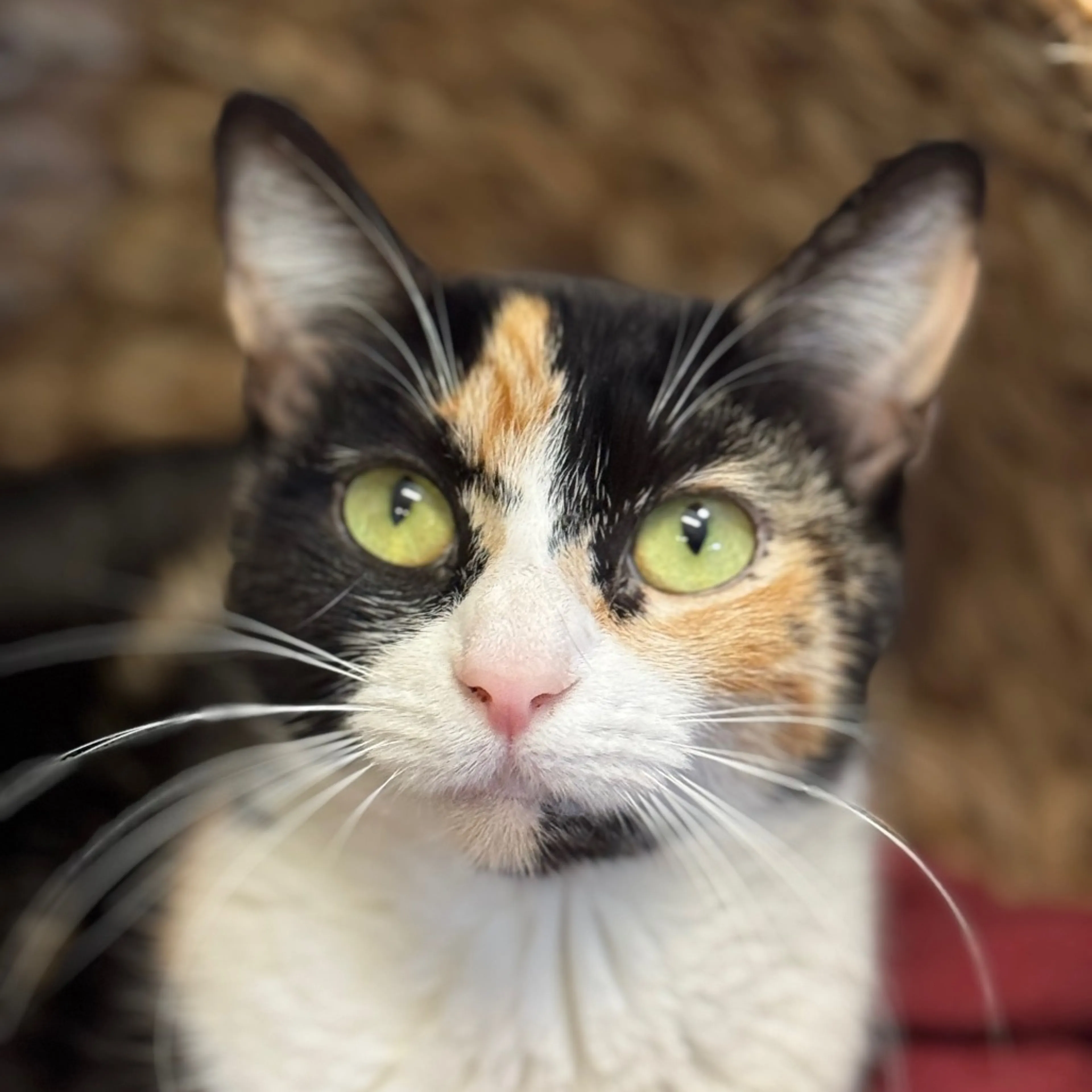 Found pet-3