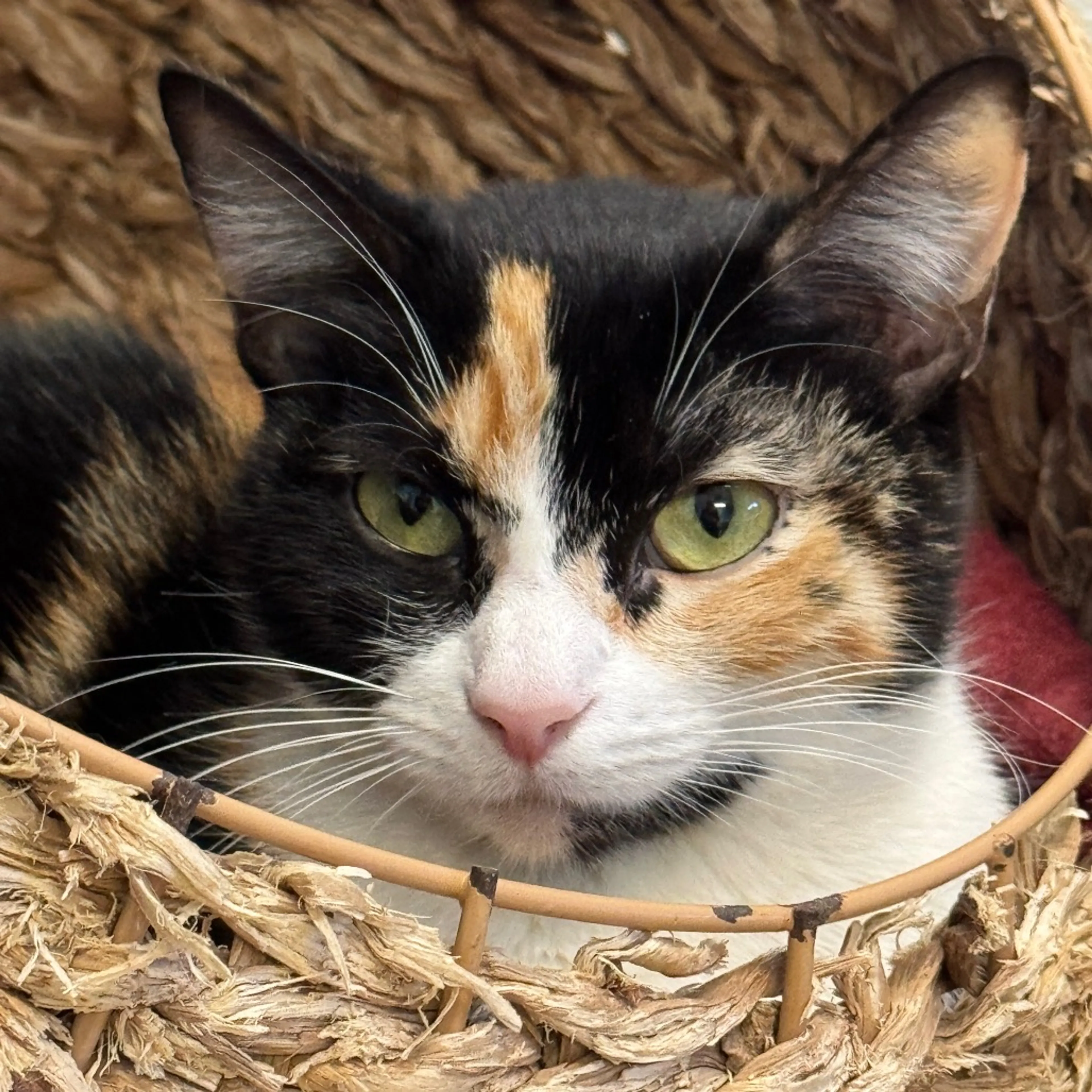 Found pet-1