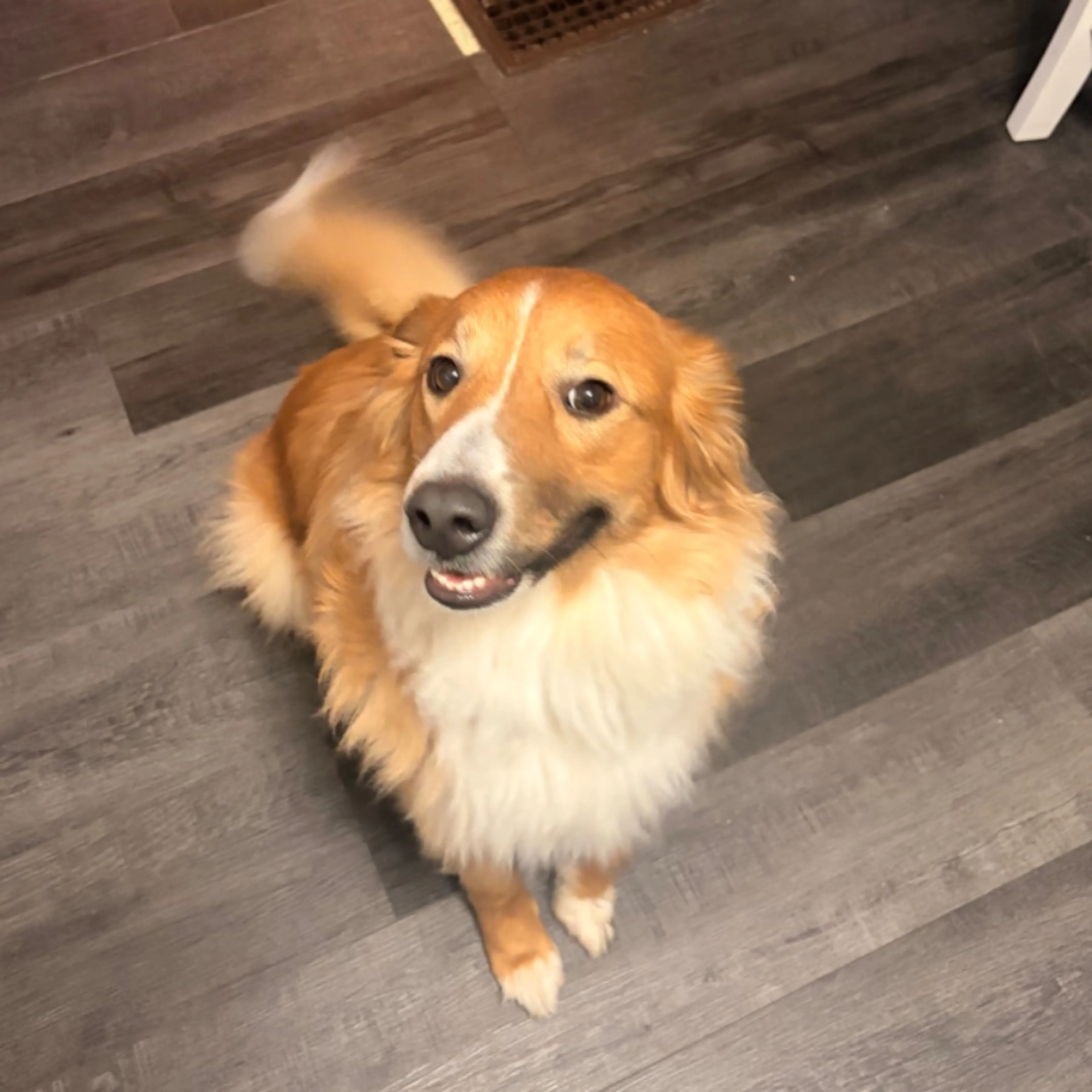 Lost pet
