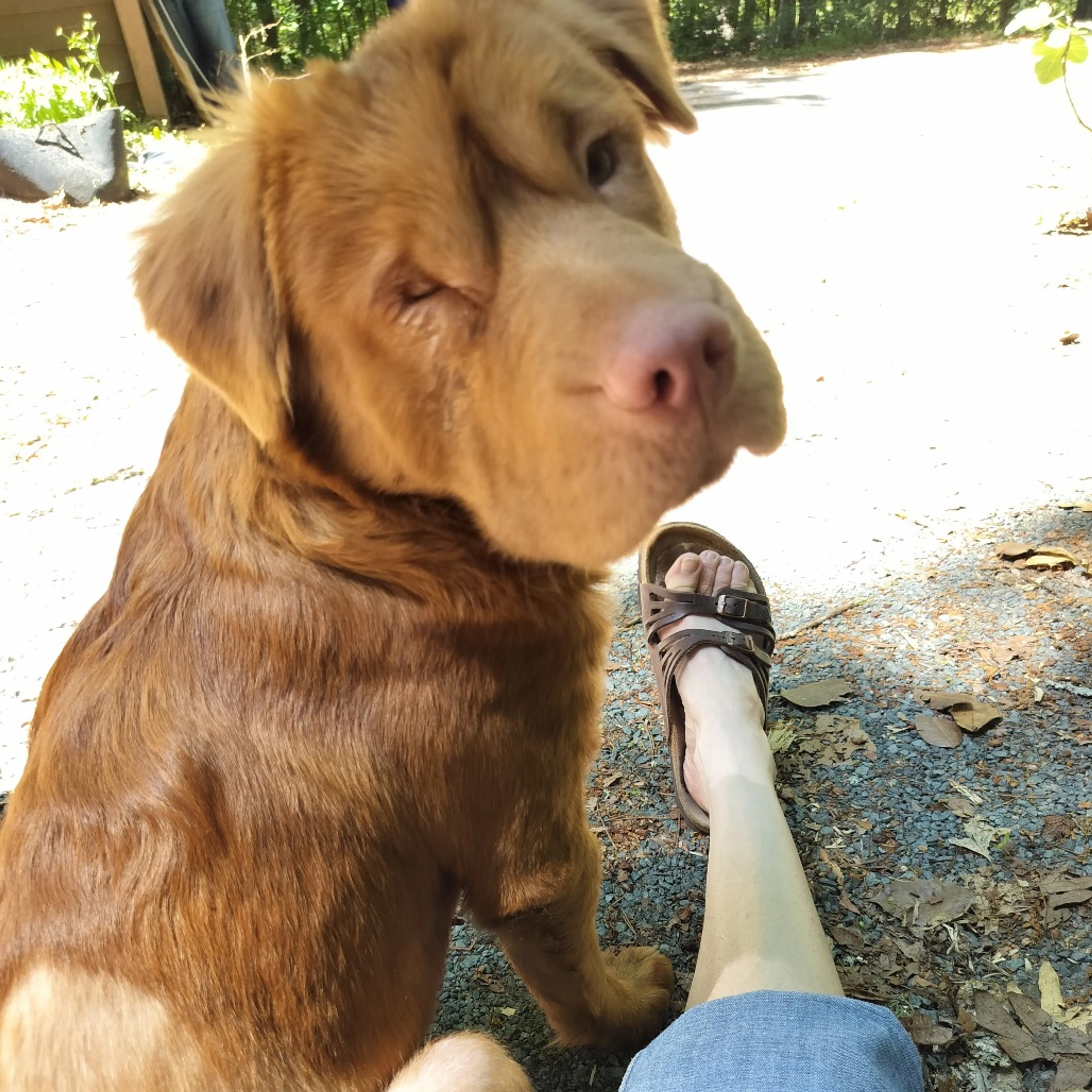 Found pet-4
