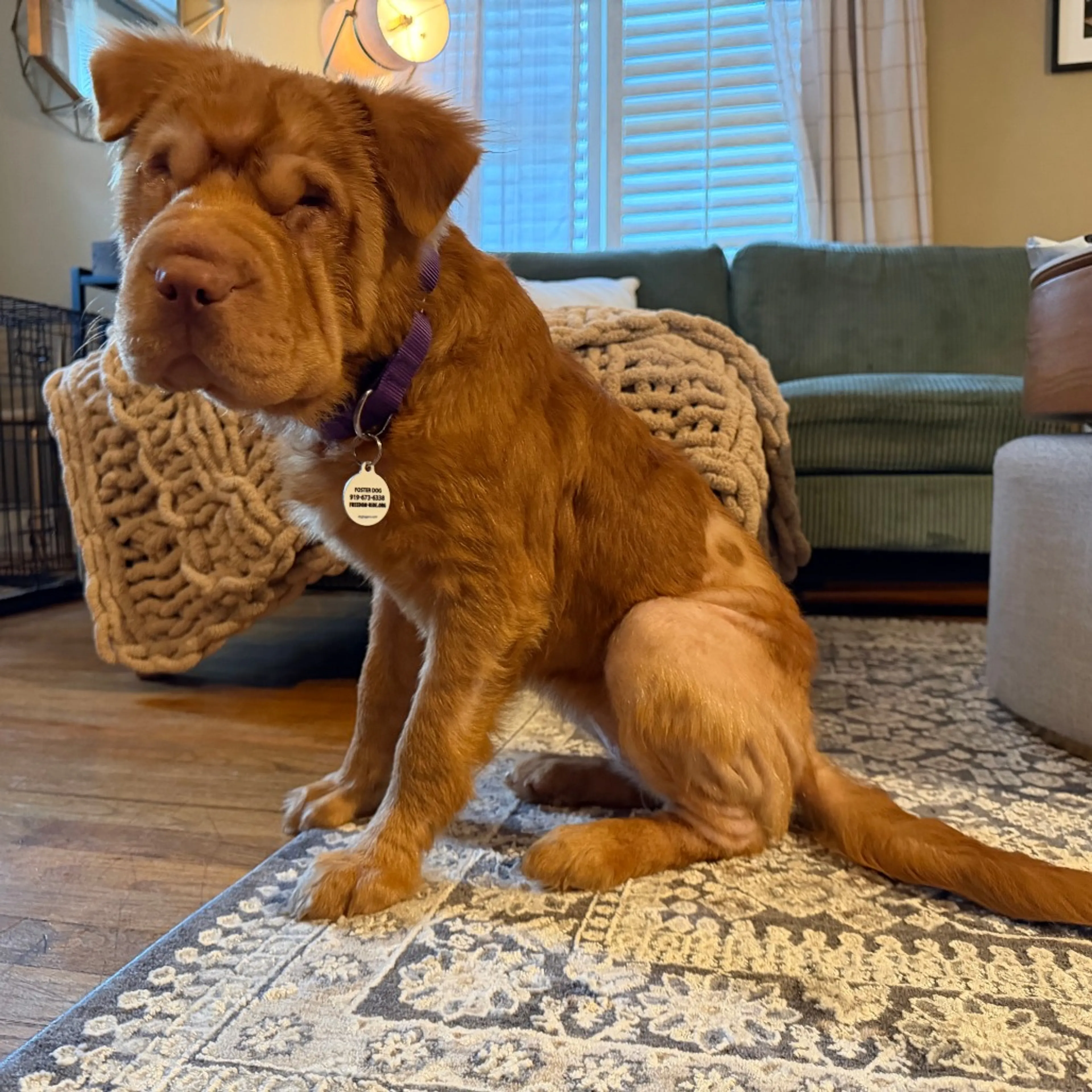 Found pet-6