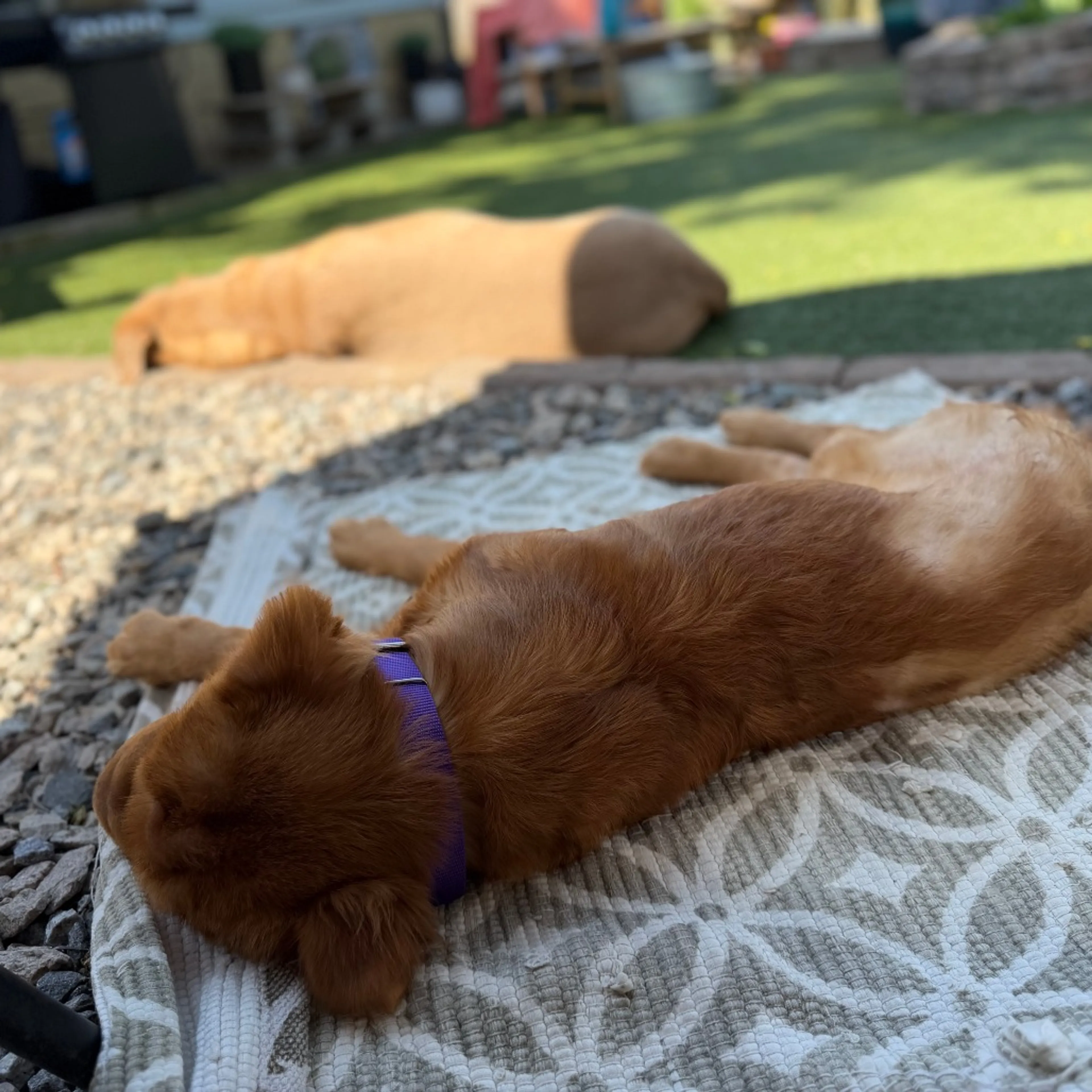 Found pet-5