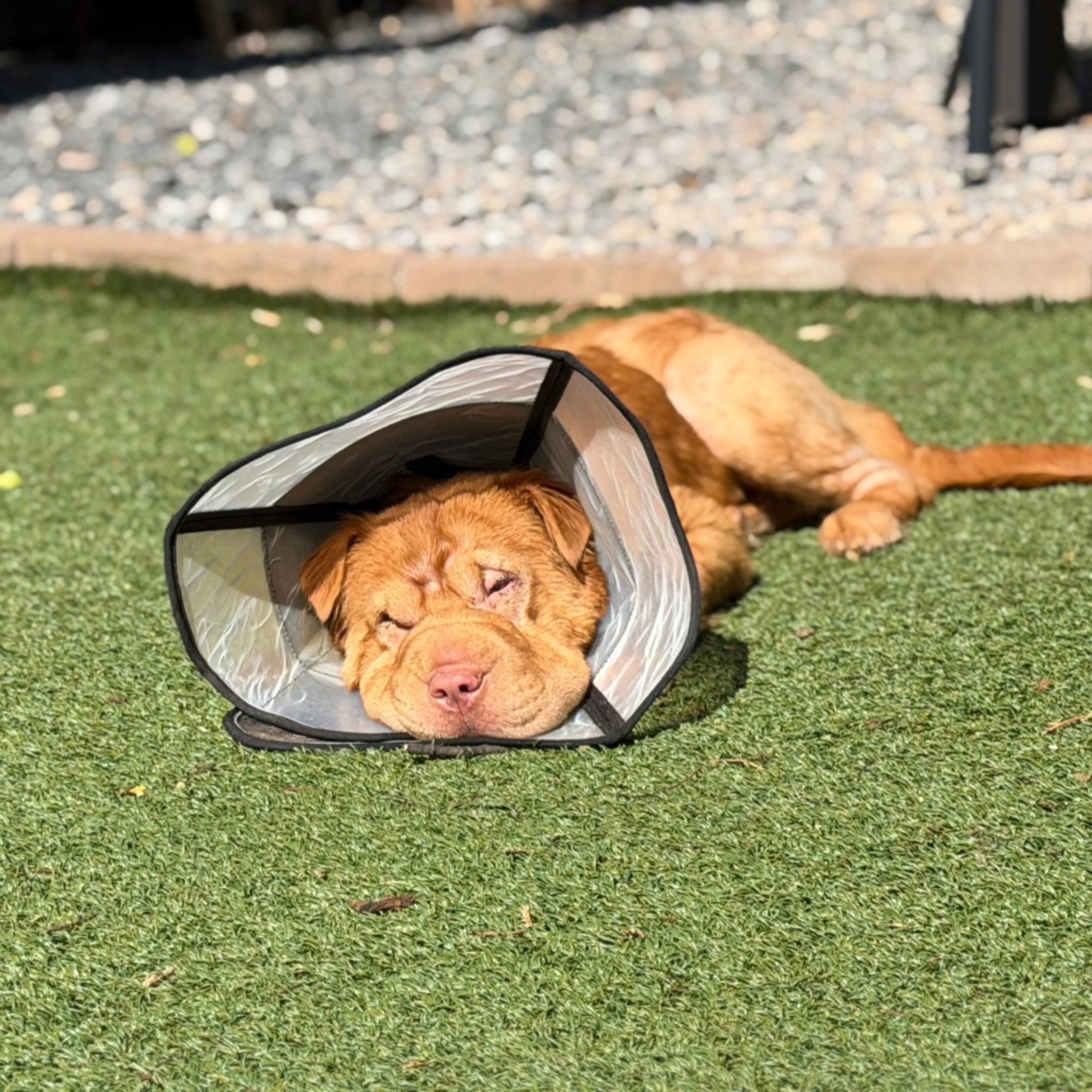 Found pet-3