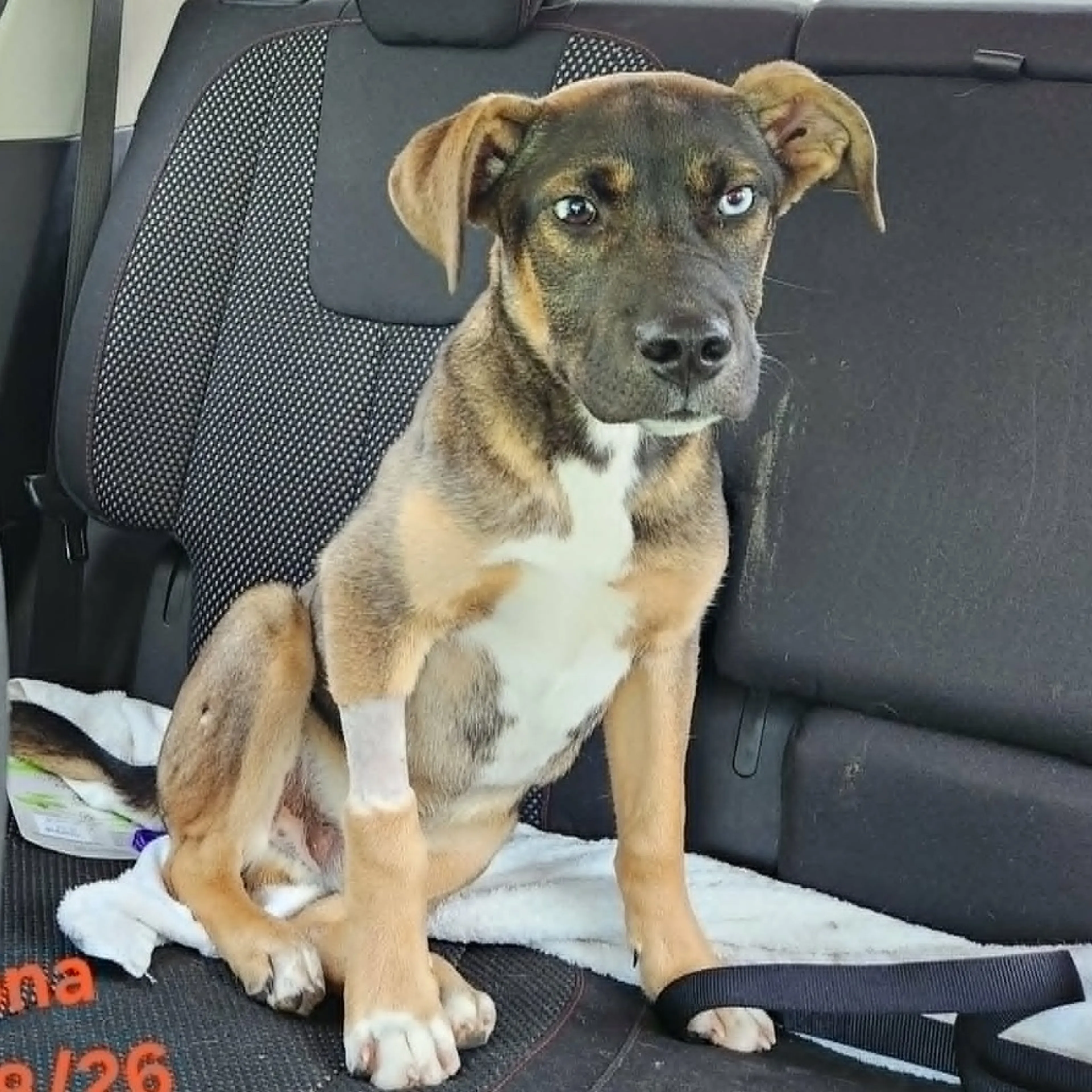 Found pet