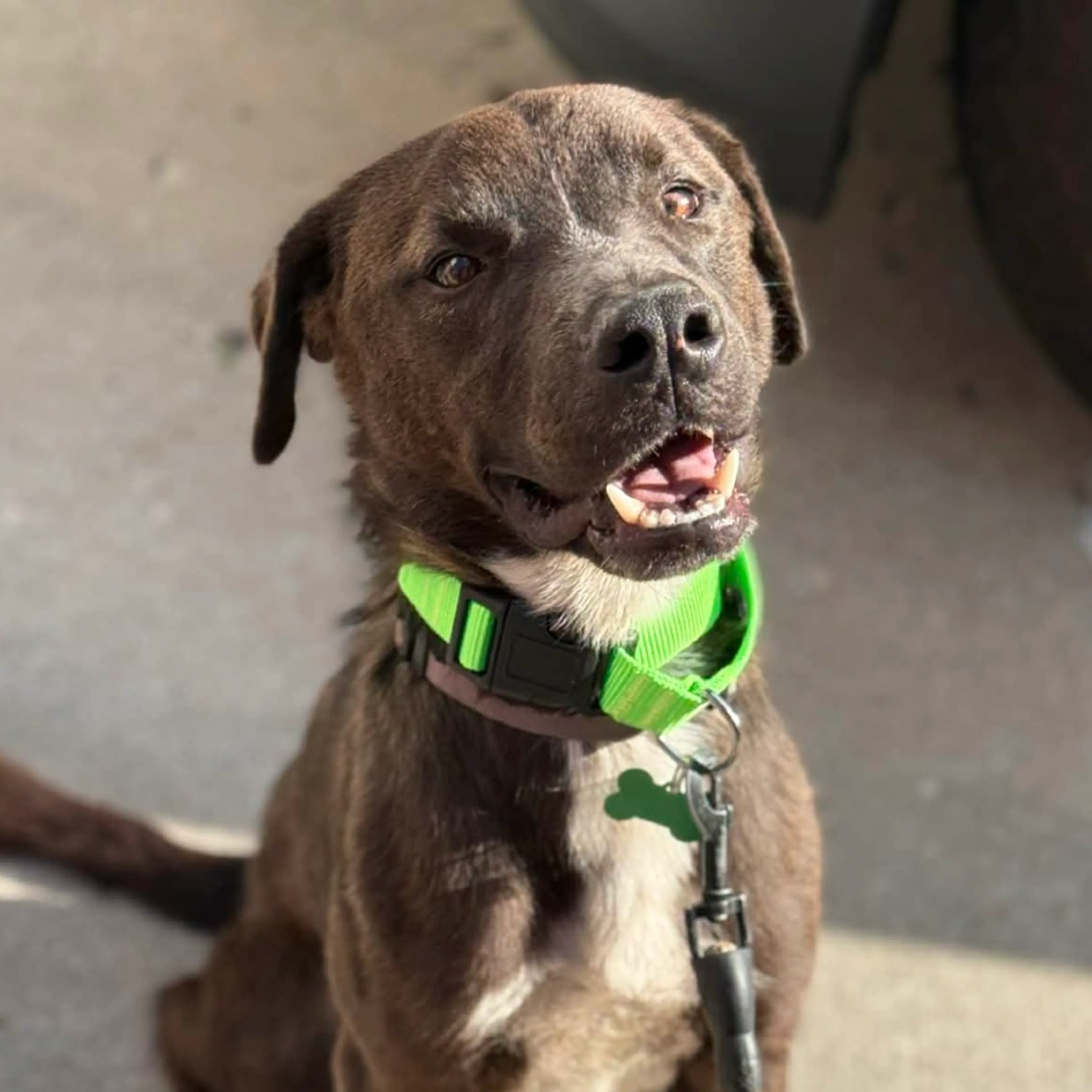 Found pet-2