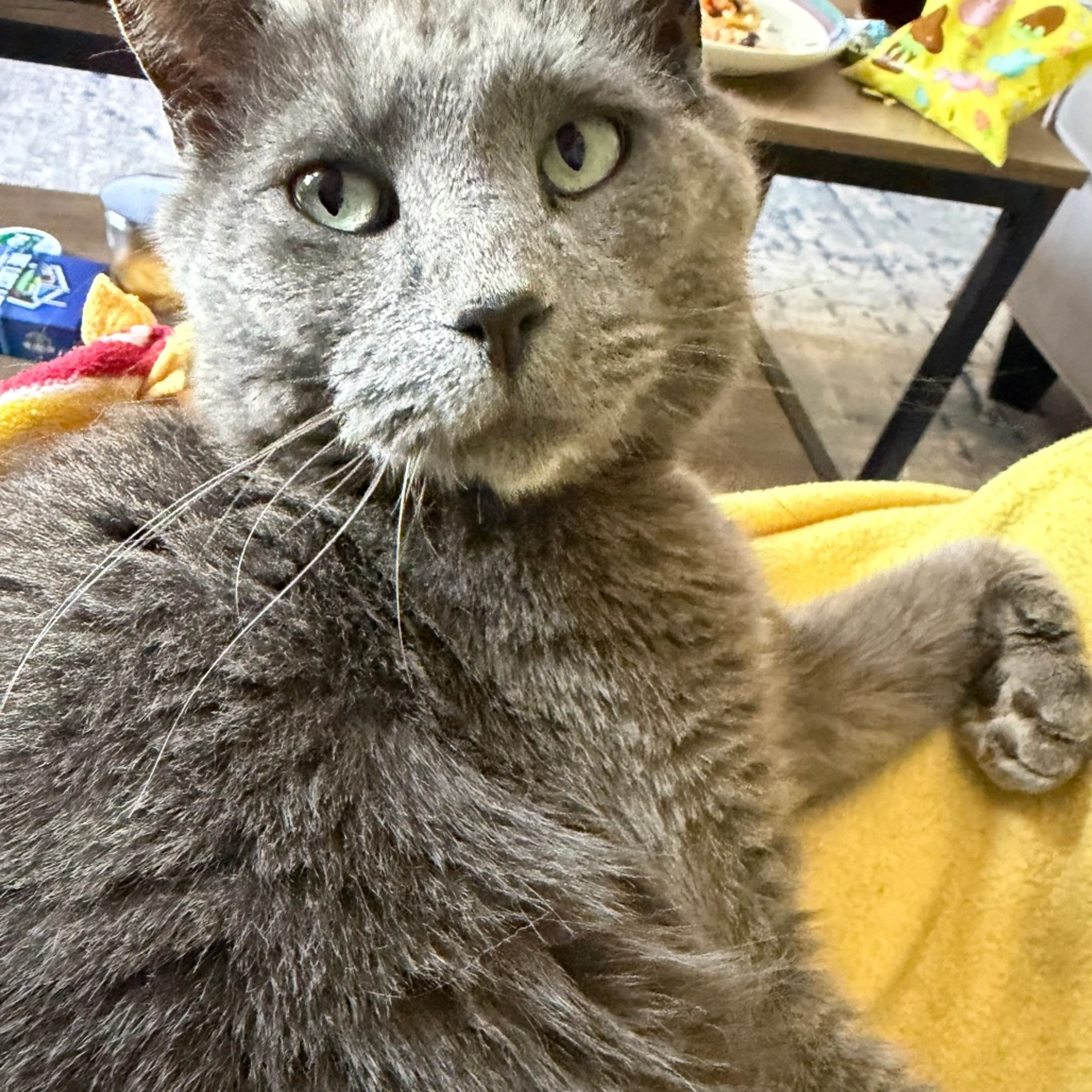 Found pet-1