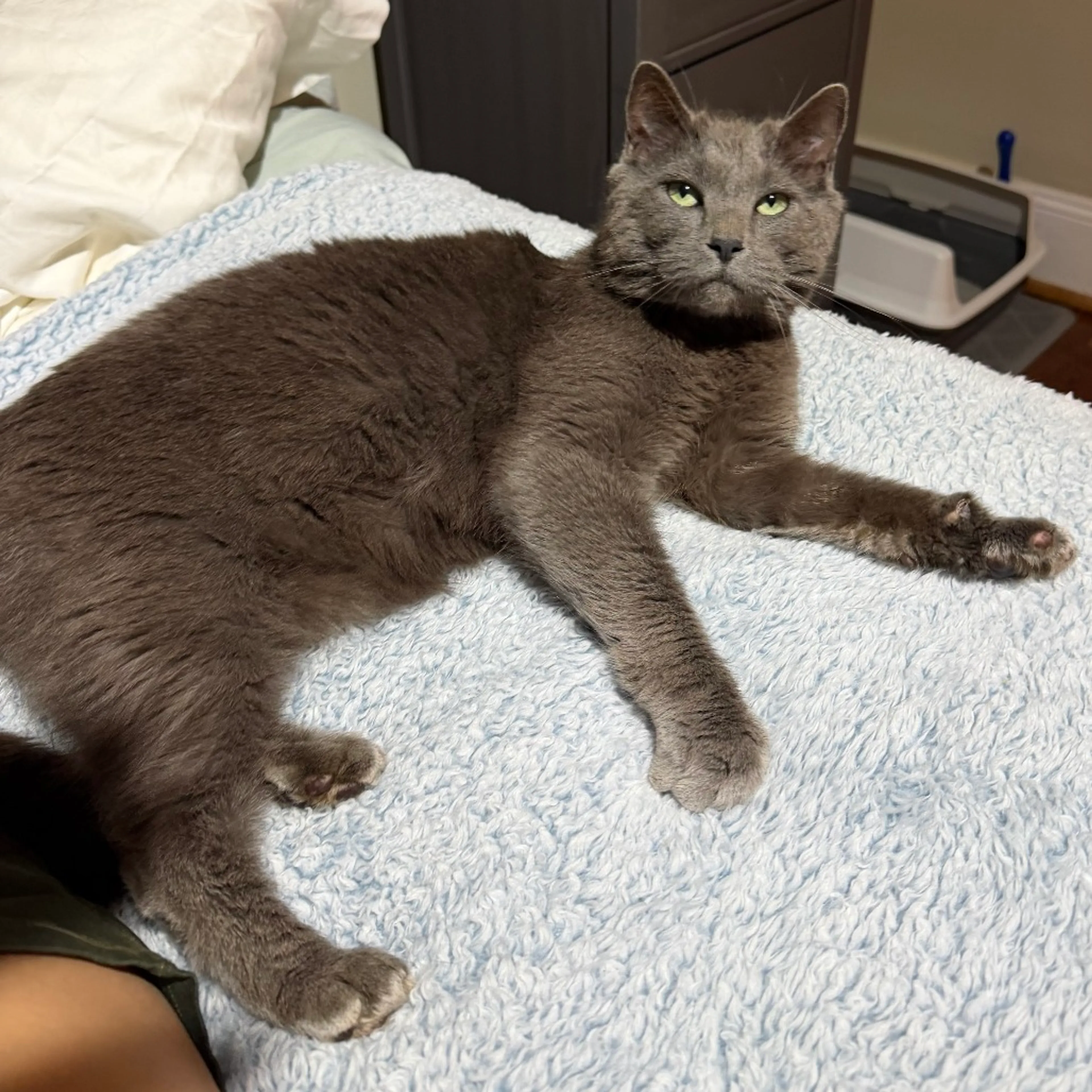Found pet-2
