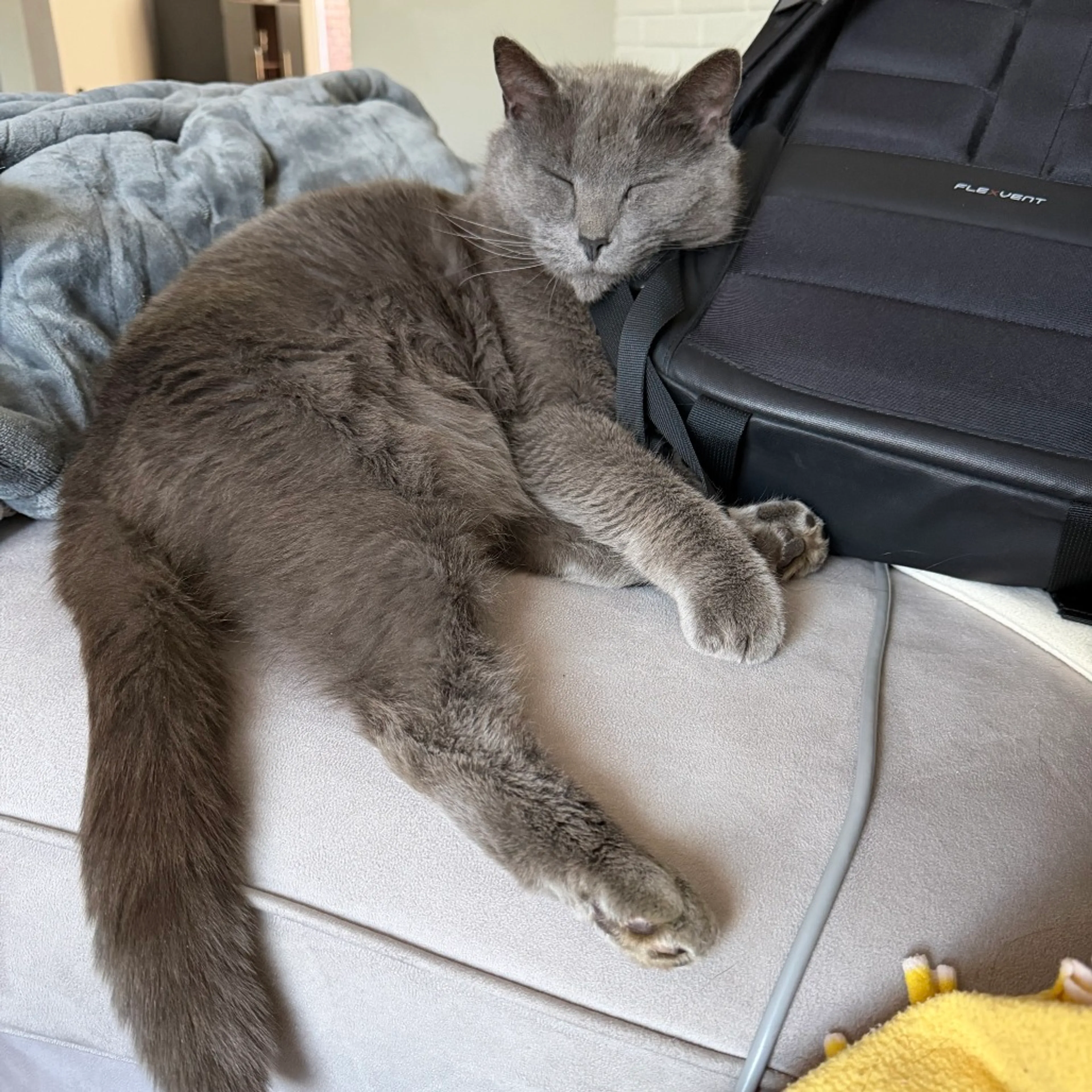 Found pet-3