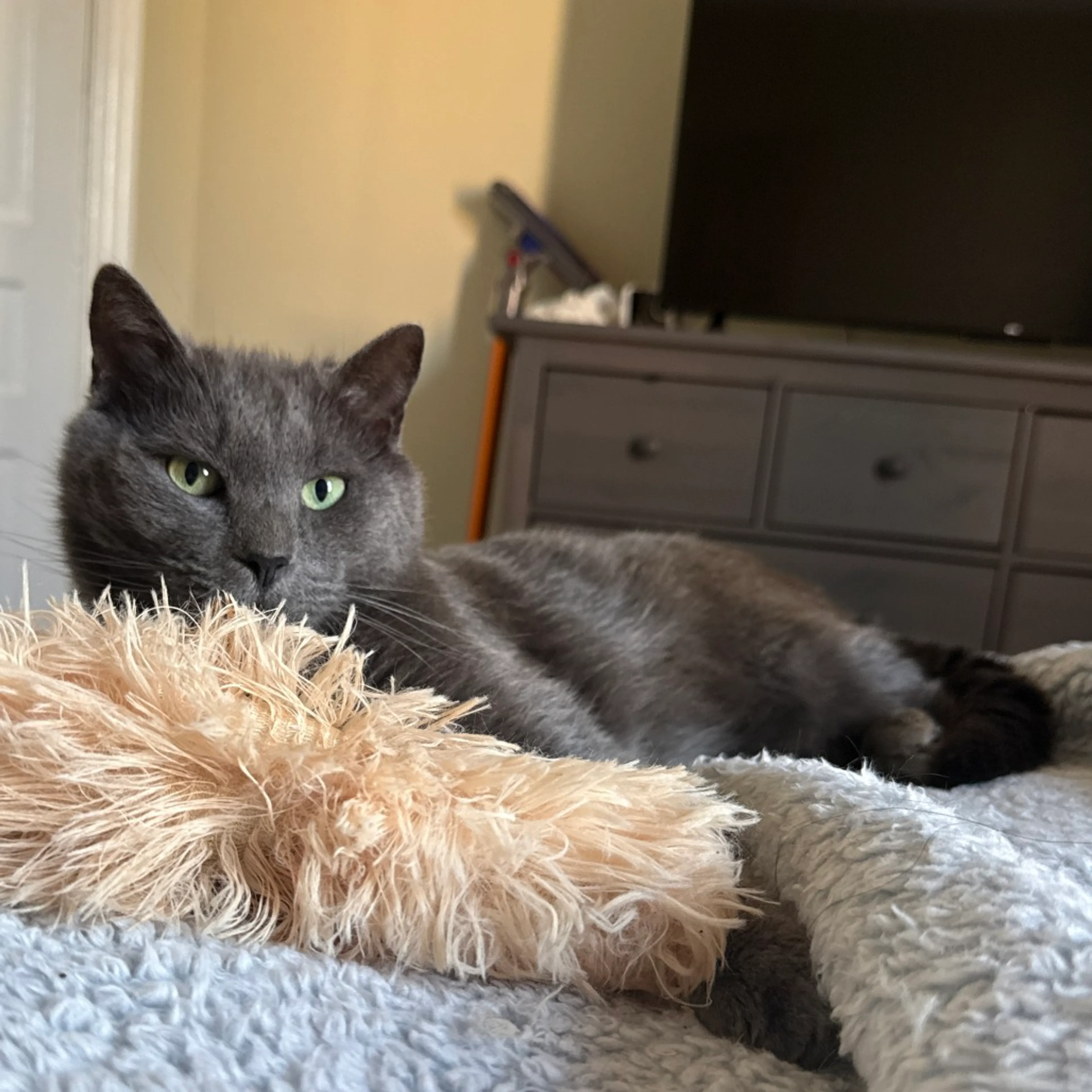 Found pet-0