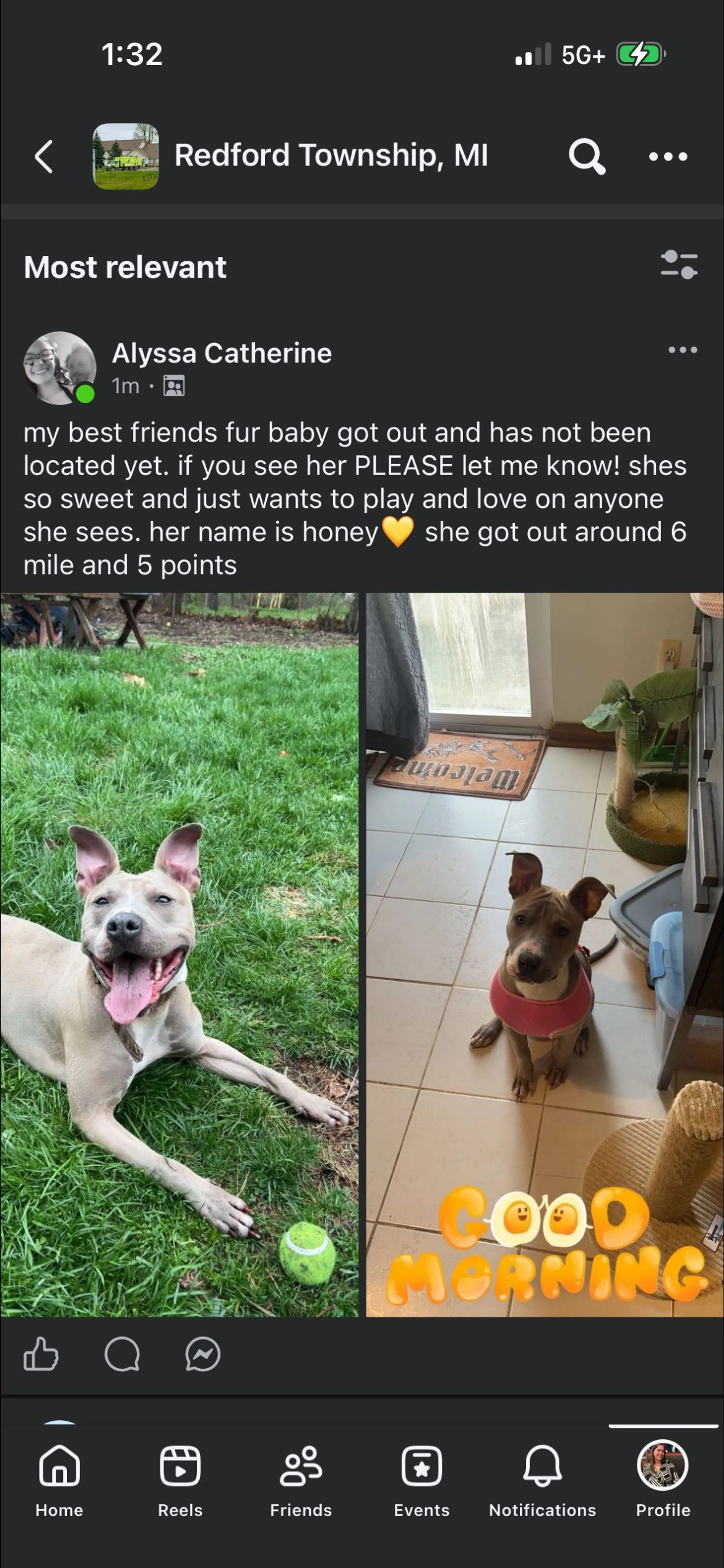 Lost pet