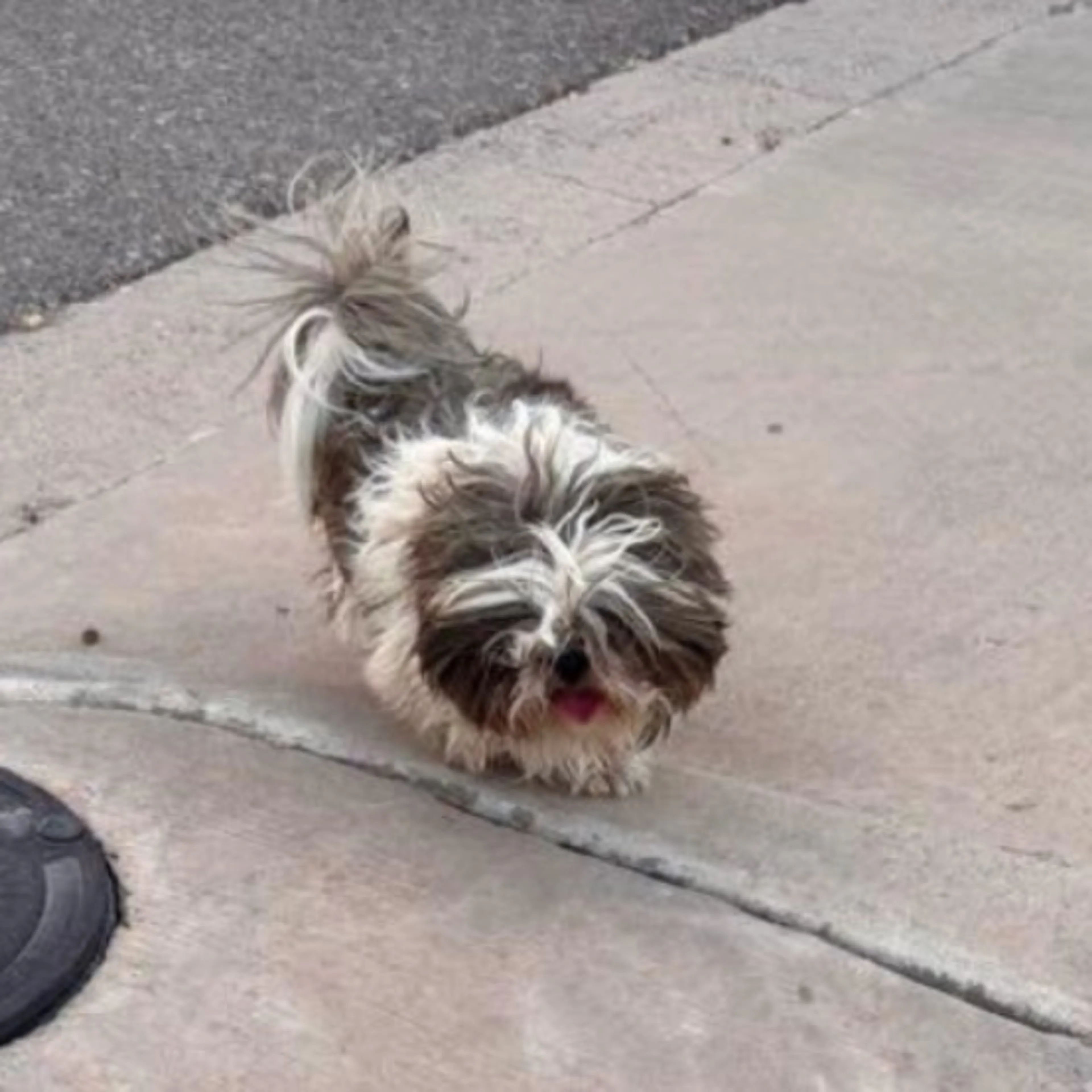 Lost pet-0
