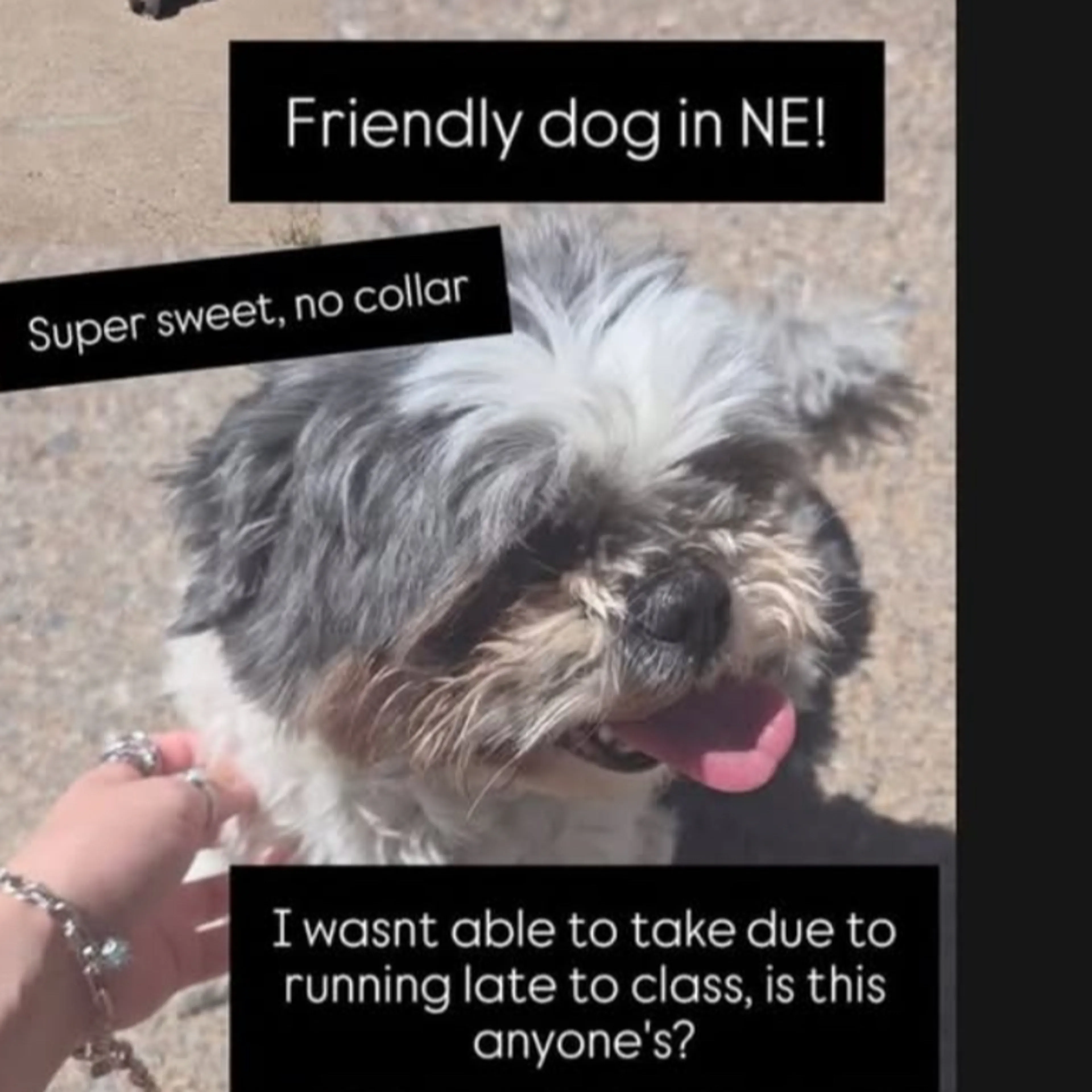 Lost pet-1