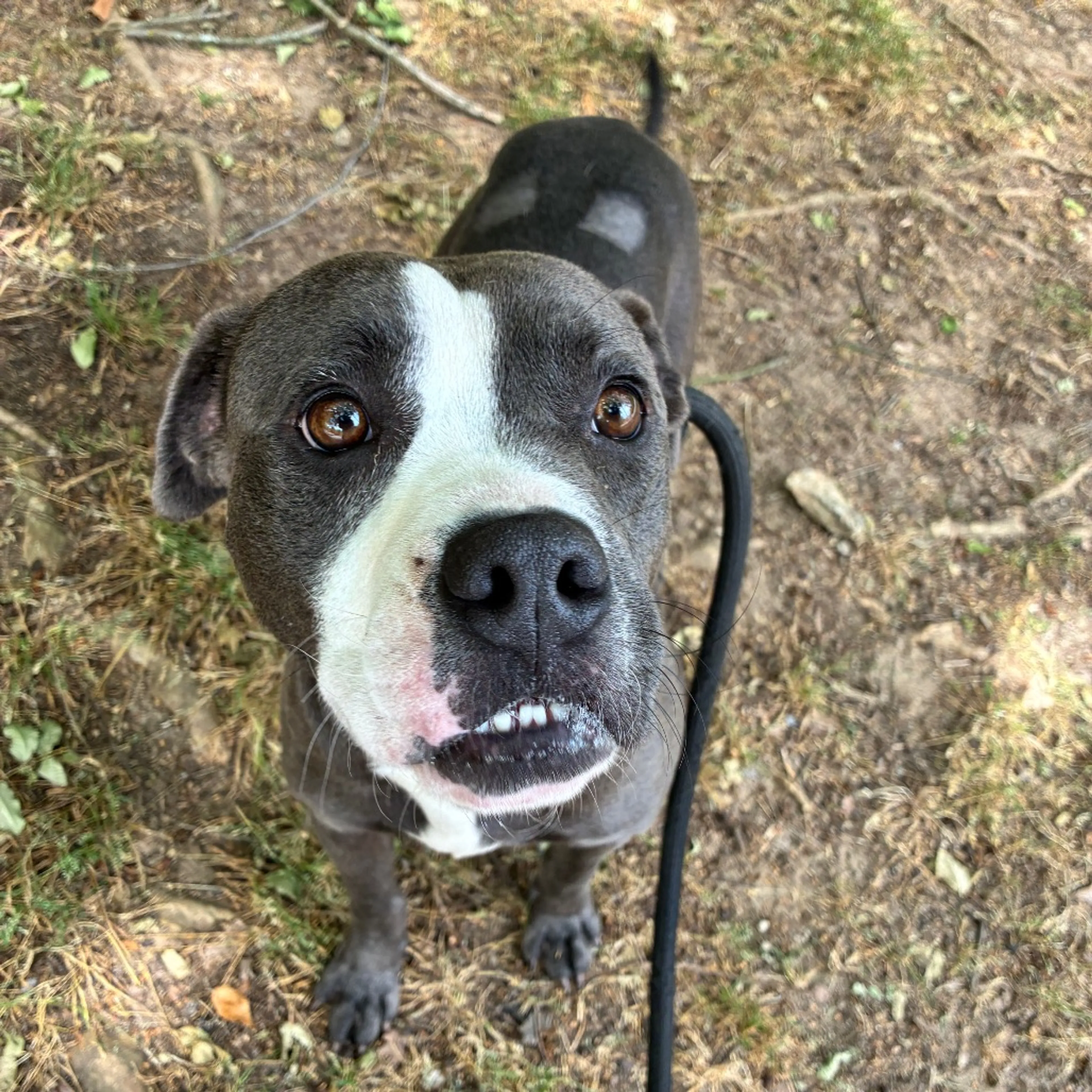Found pet-5
