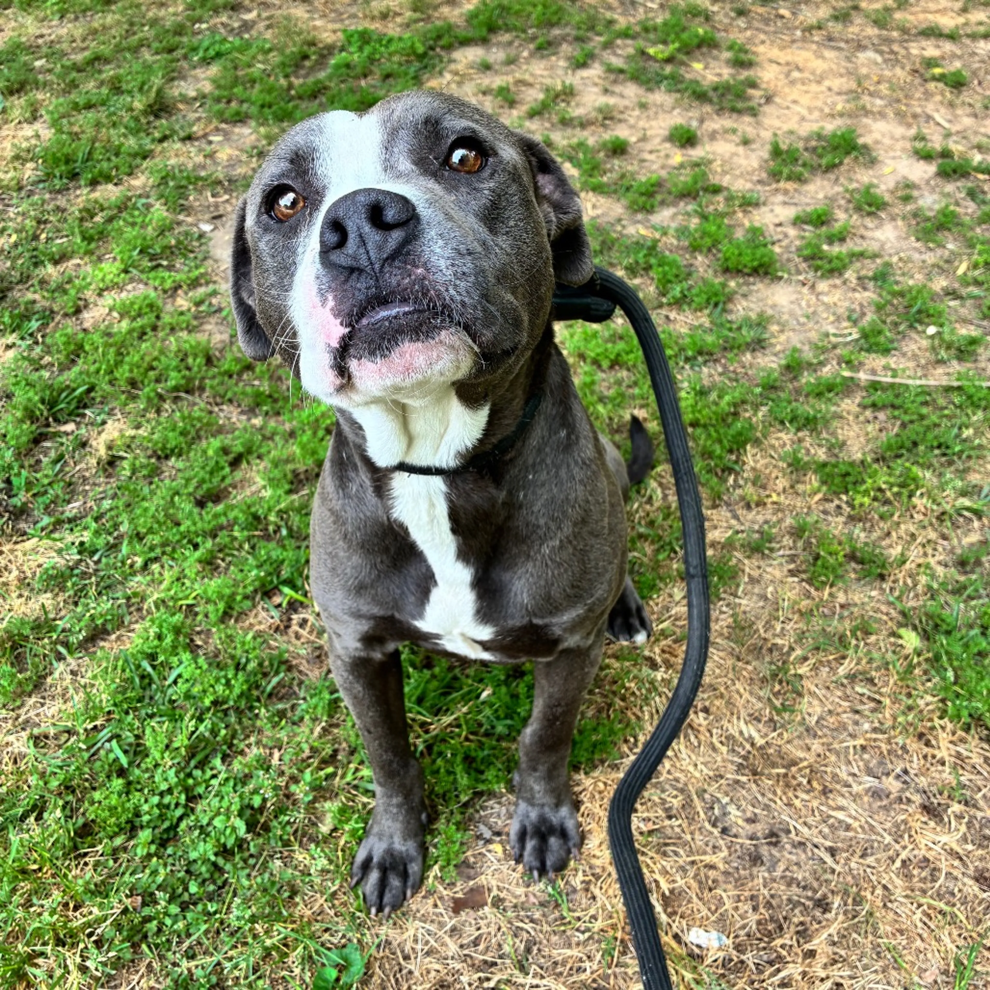 Found pet-3