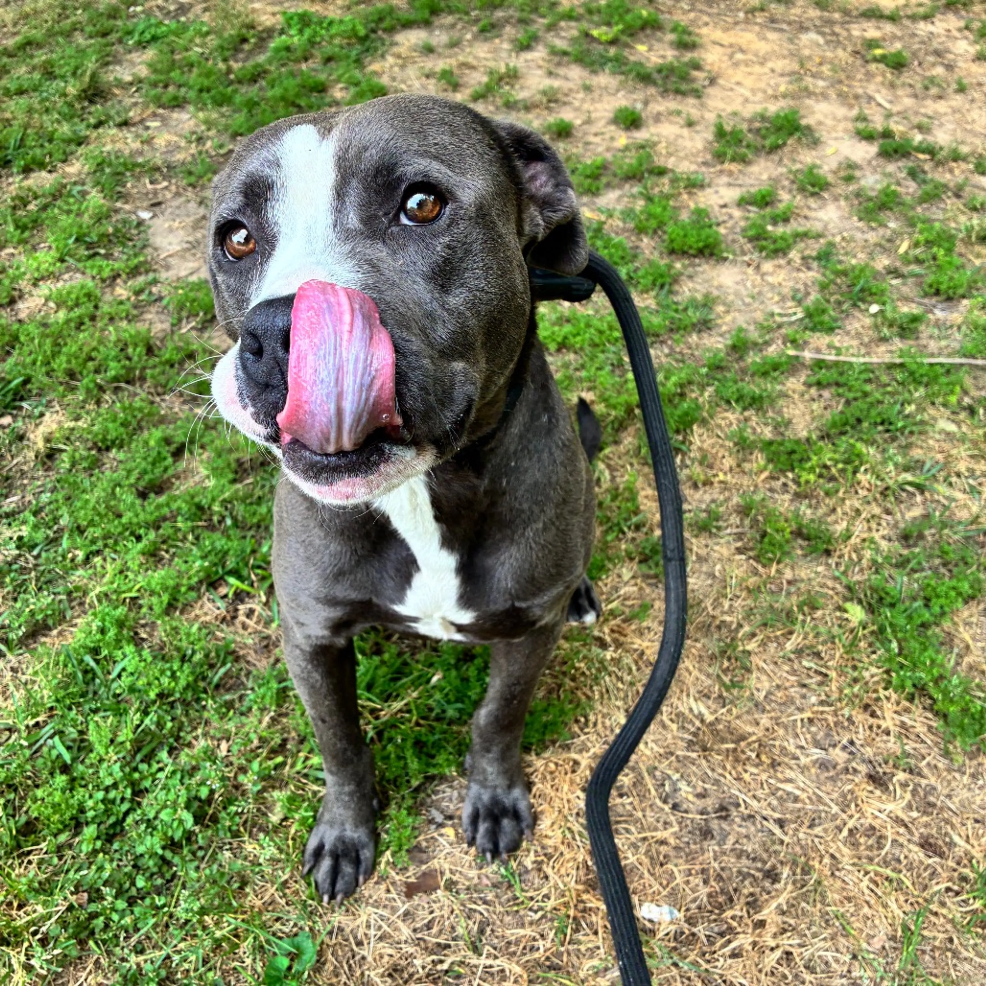 Found pet-4